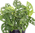 Monstera Adansonii-swiss cheese plant