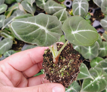 Alocasia Black Velvet