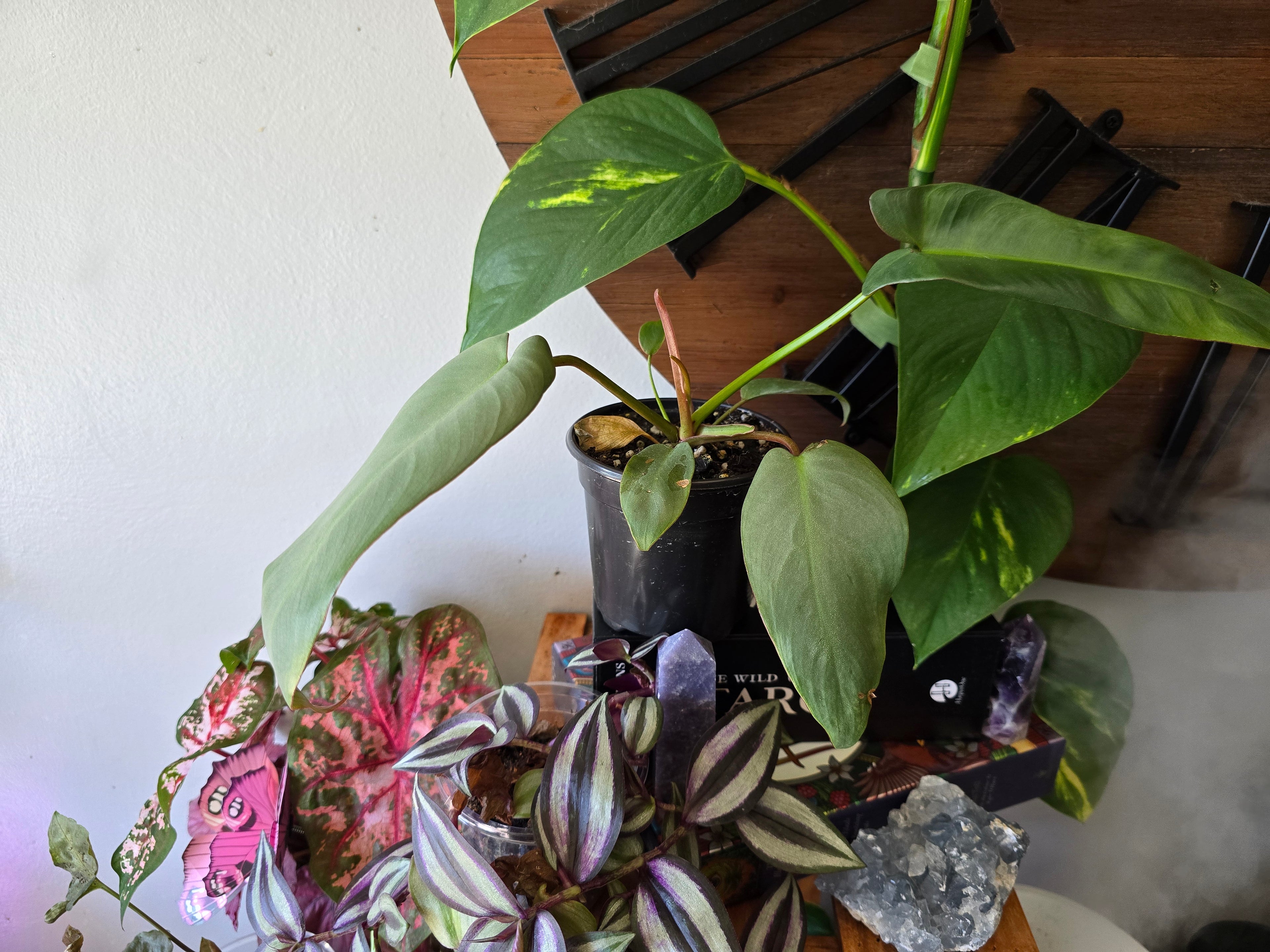 Philodendron Adapaboence
