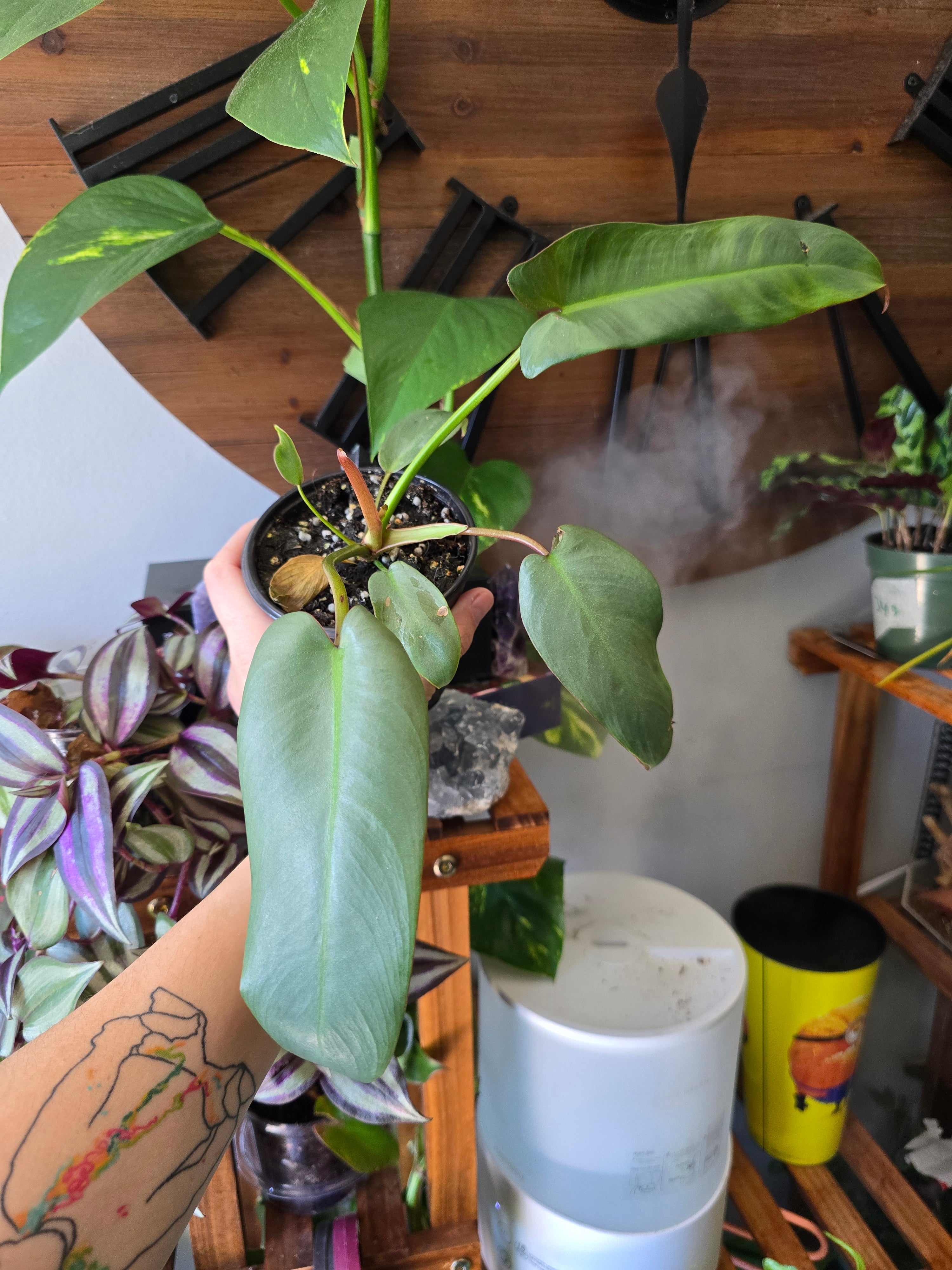 Philodendron Adapaboence