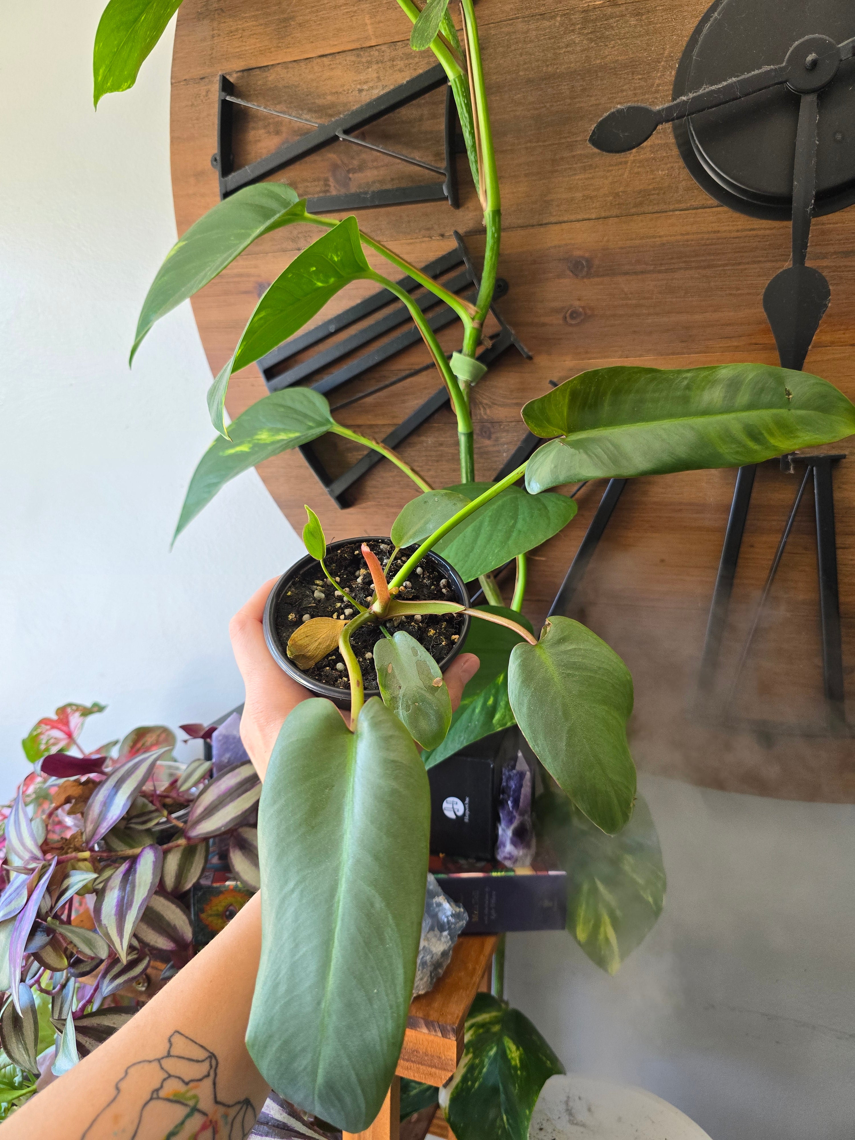 Philodendron Adapaboence