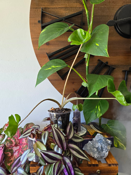 Alocasia Stingray