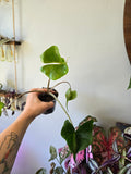 Alocasia Stingray