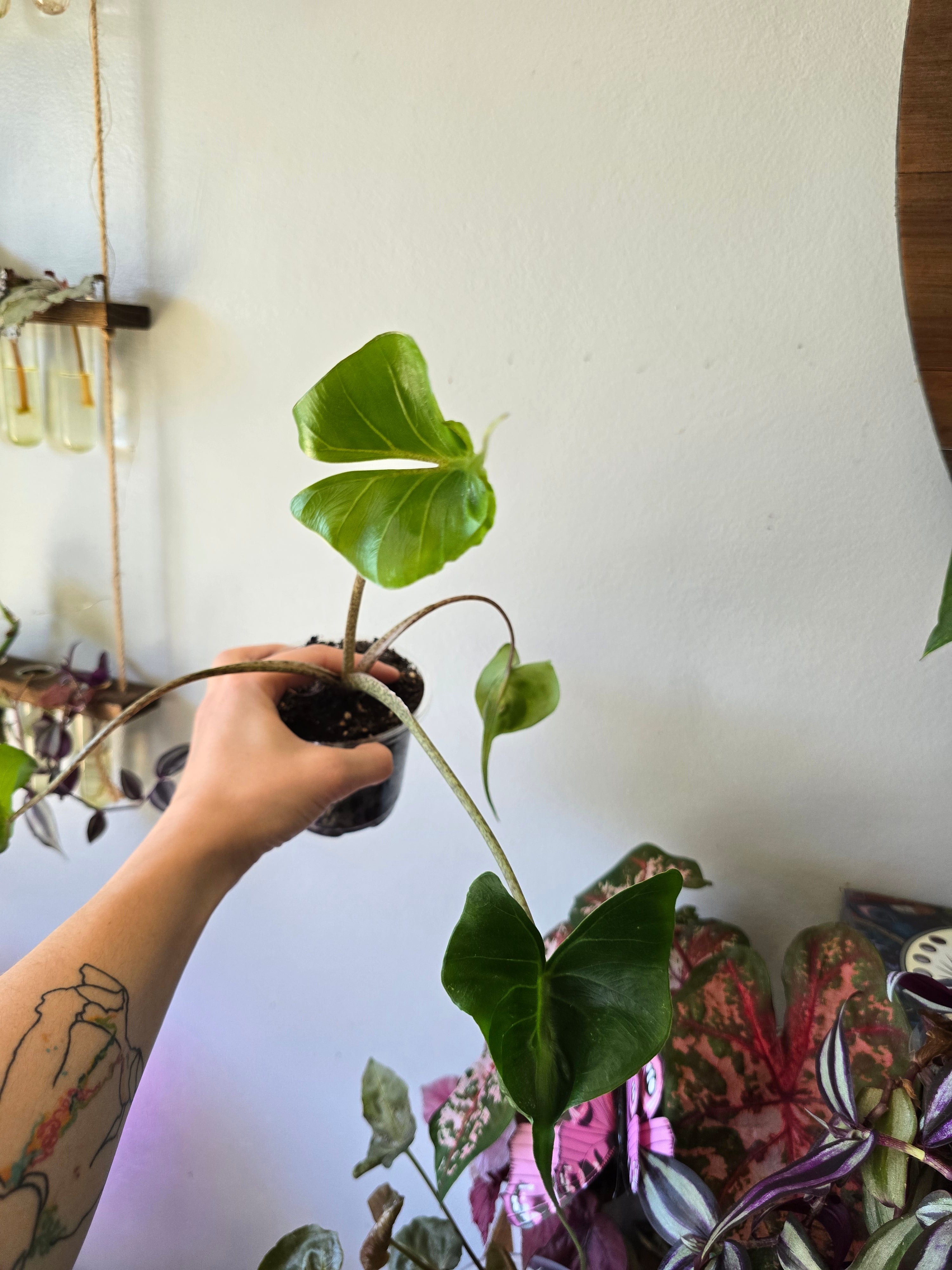 Alocasia Stingray