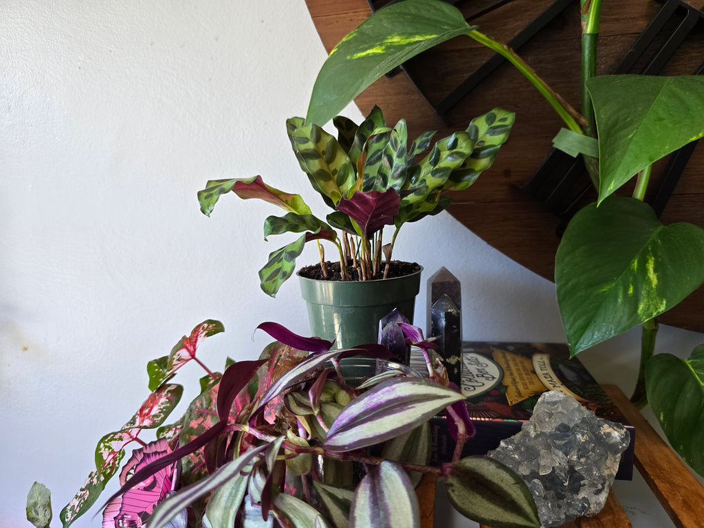 Rattlesnake Calathea