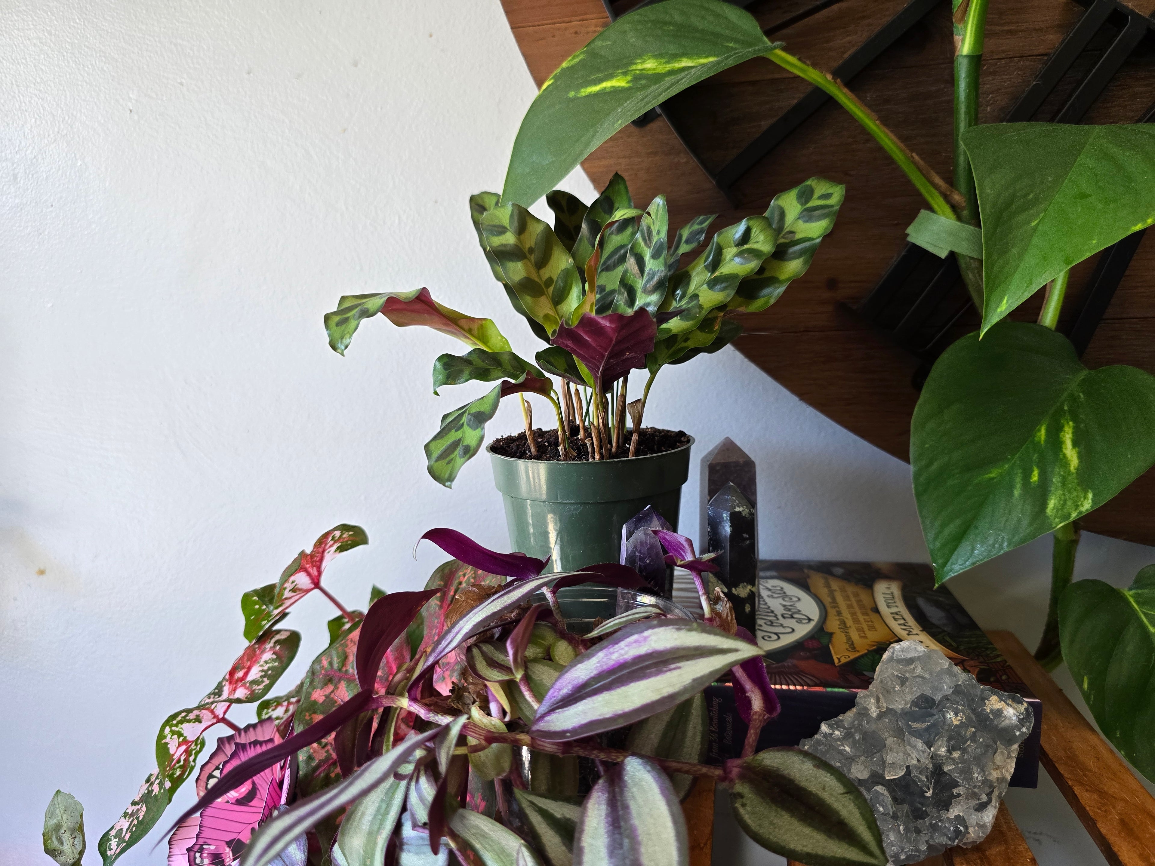 Rattlesnake Calathea