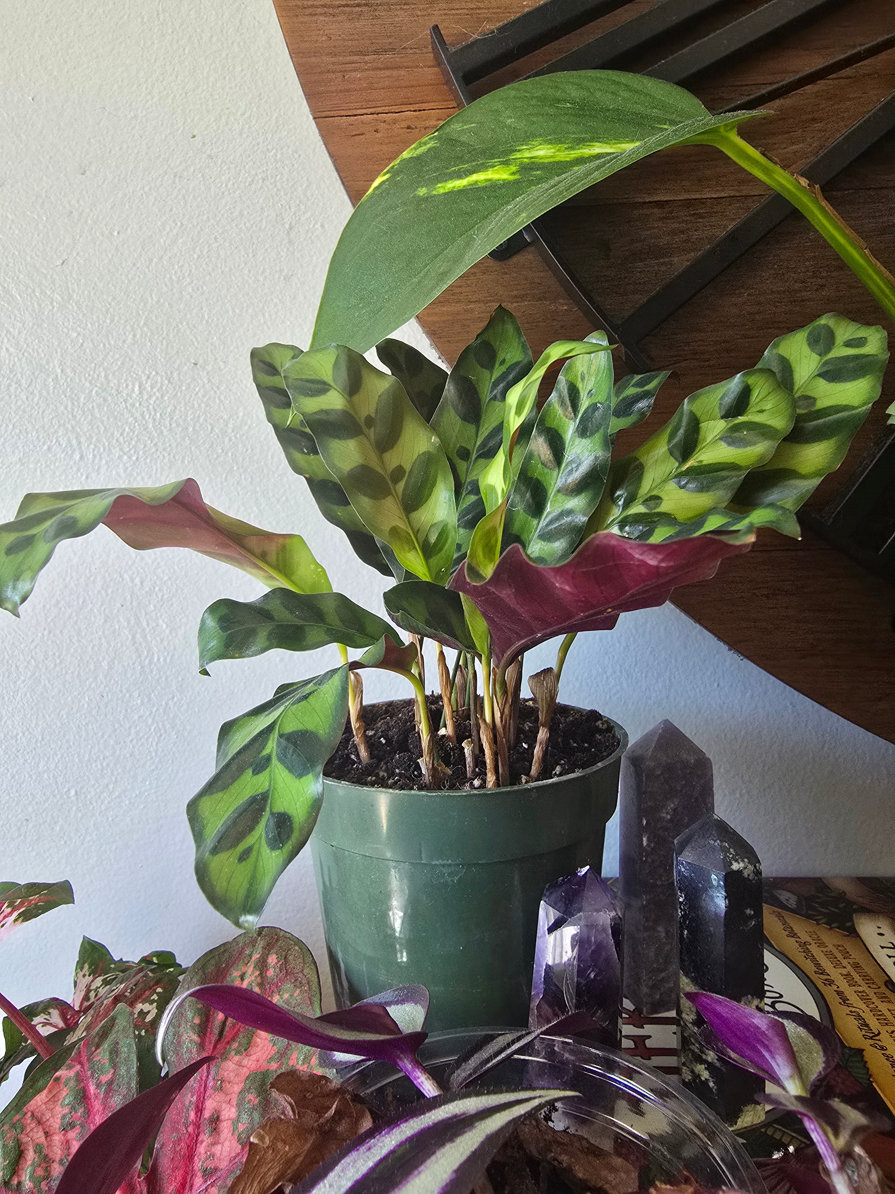 Rattlesnake Calathea