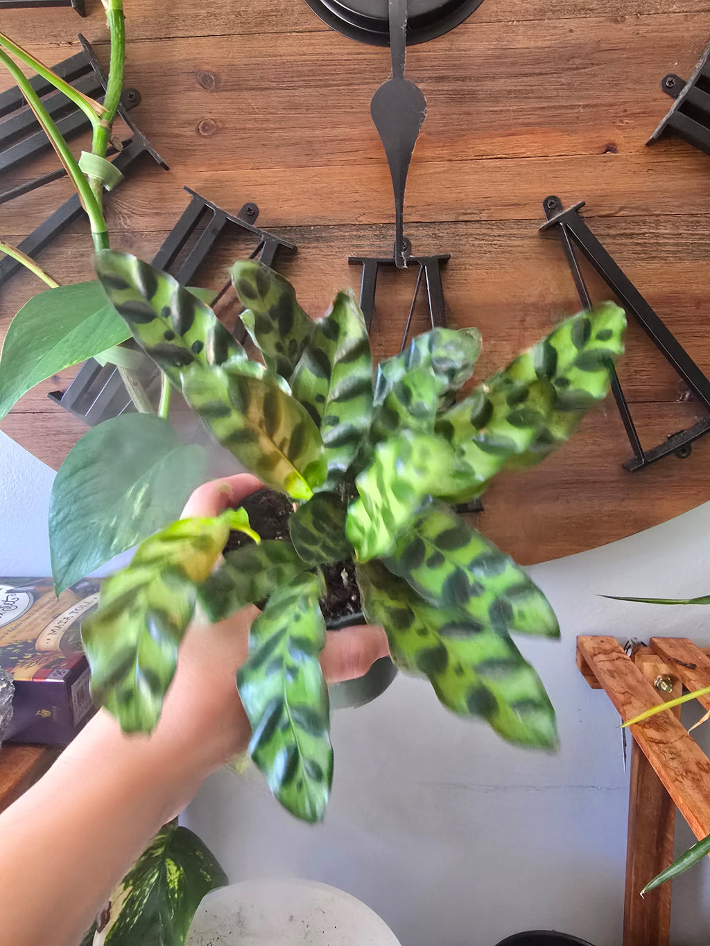 Rattlesnake Calathea