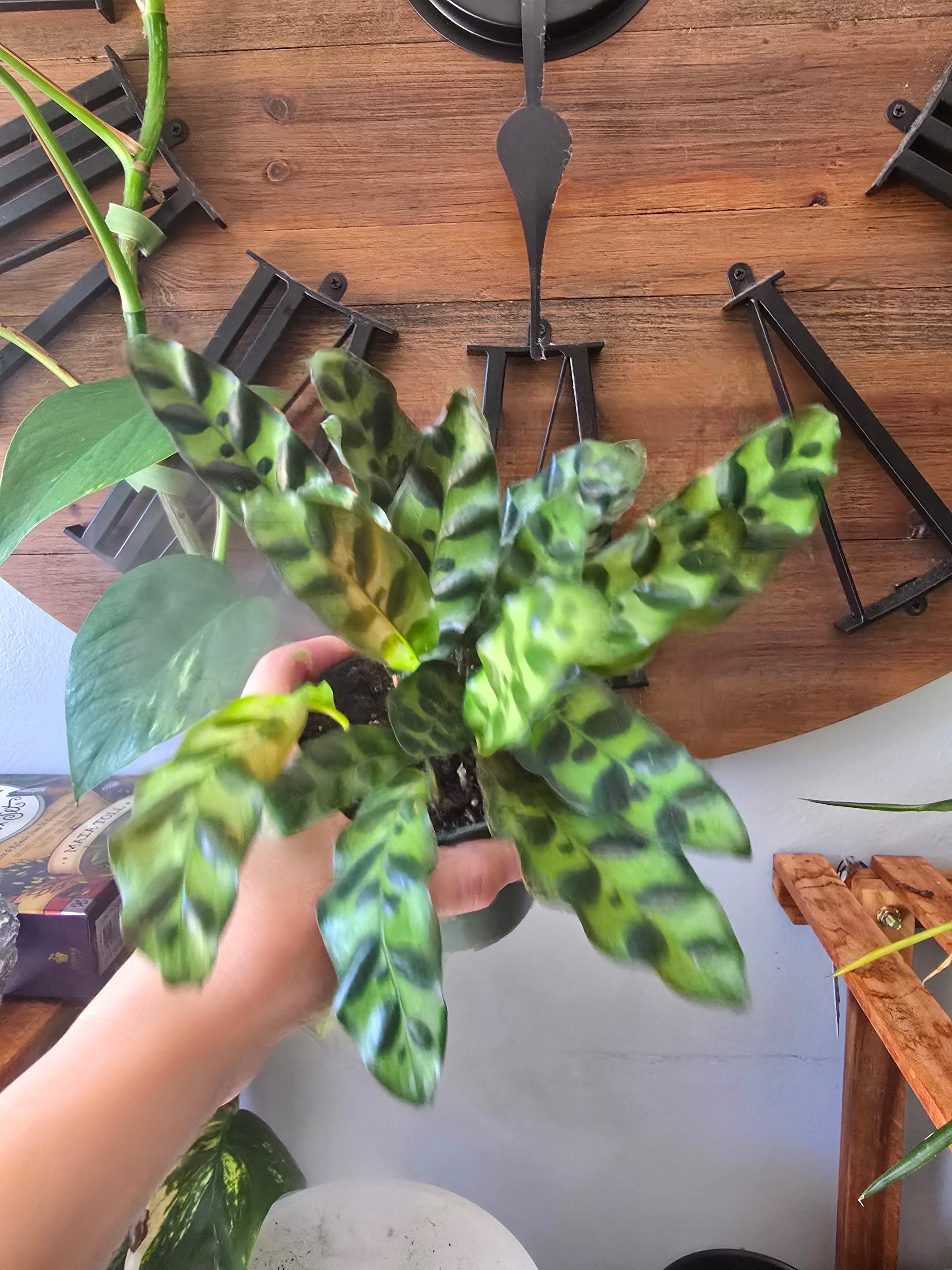 Rattlesnake Calathea
