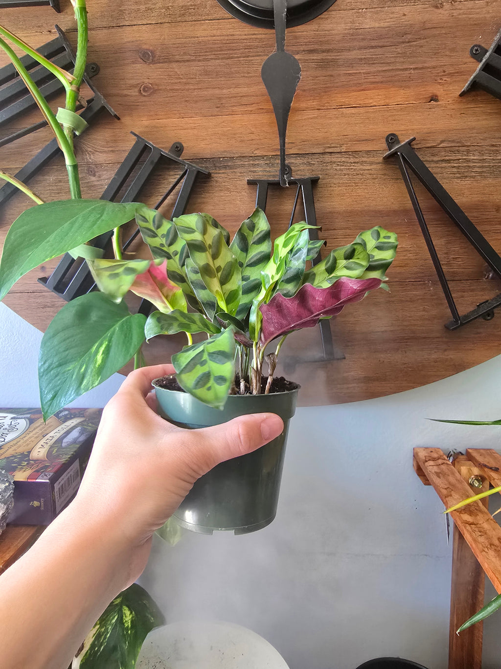 Rattlesnake Calathea