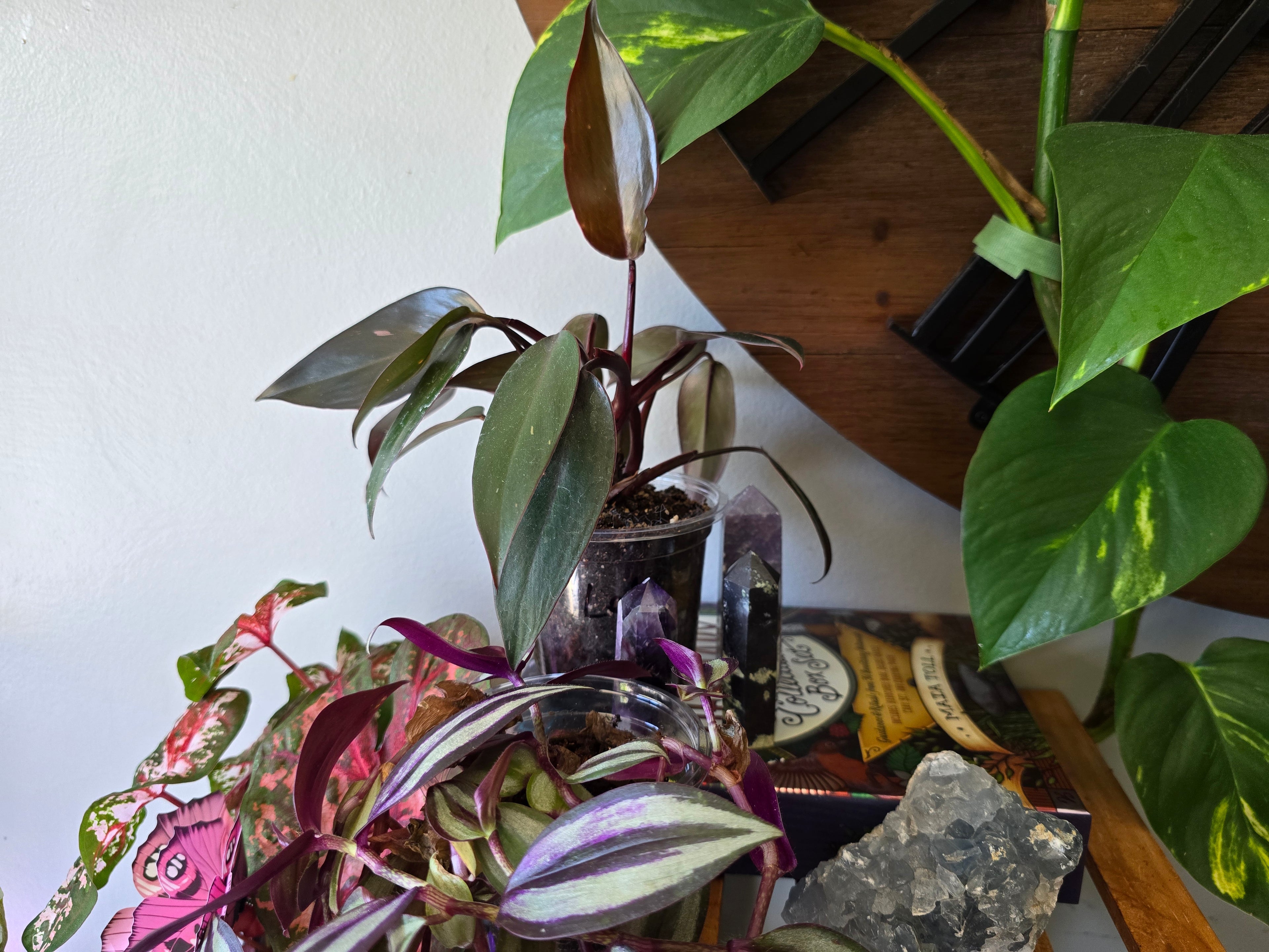 Philodendron Pink Princess
