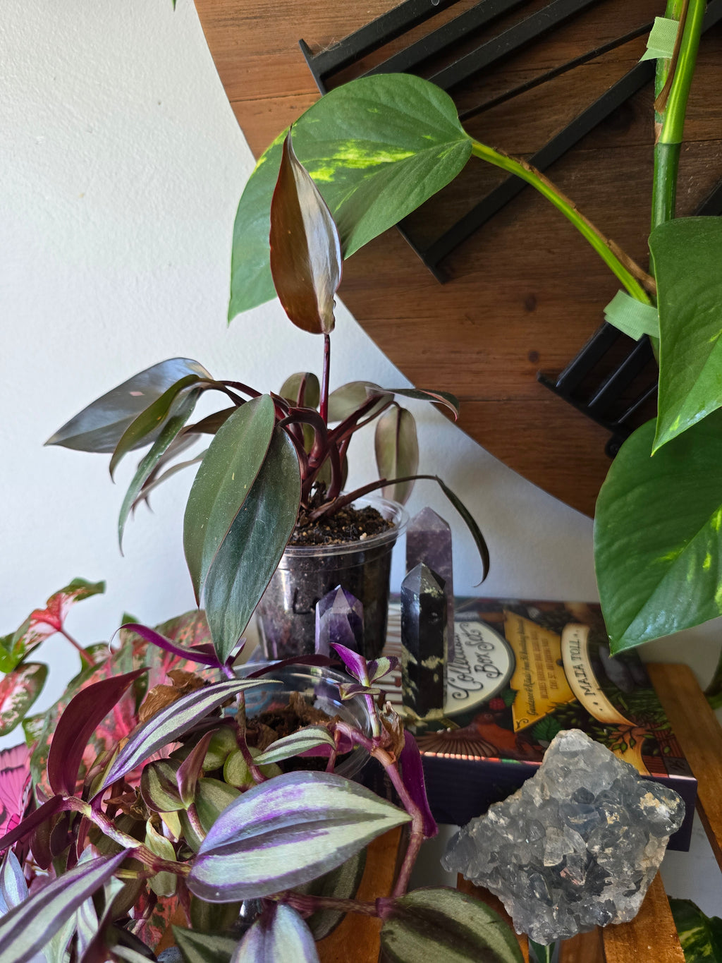 Philodendron Pink Princess