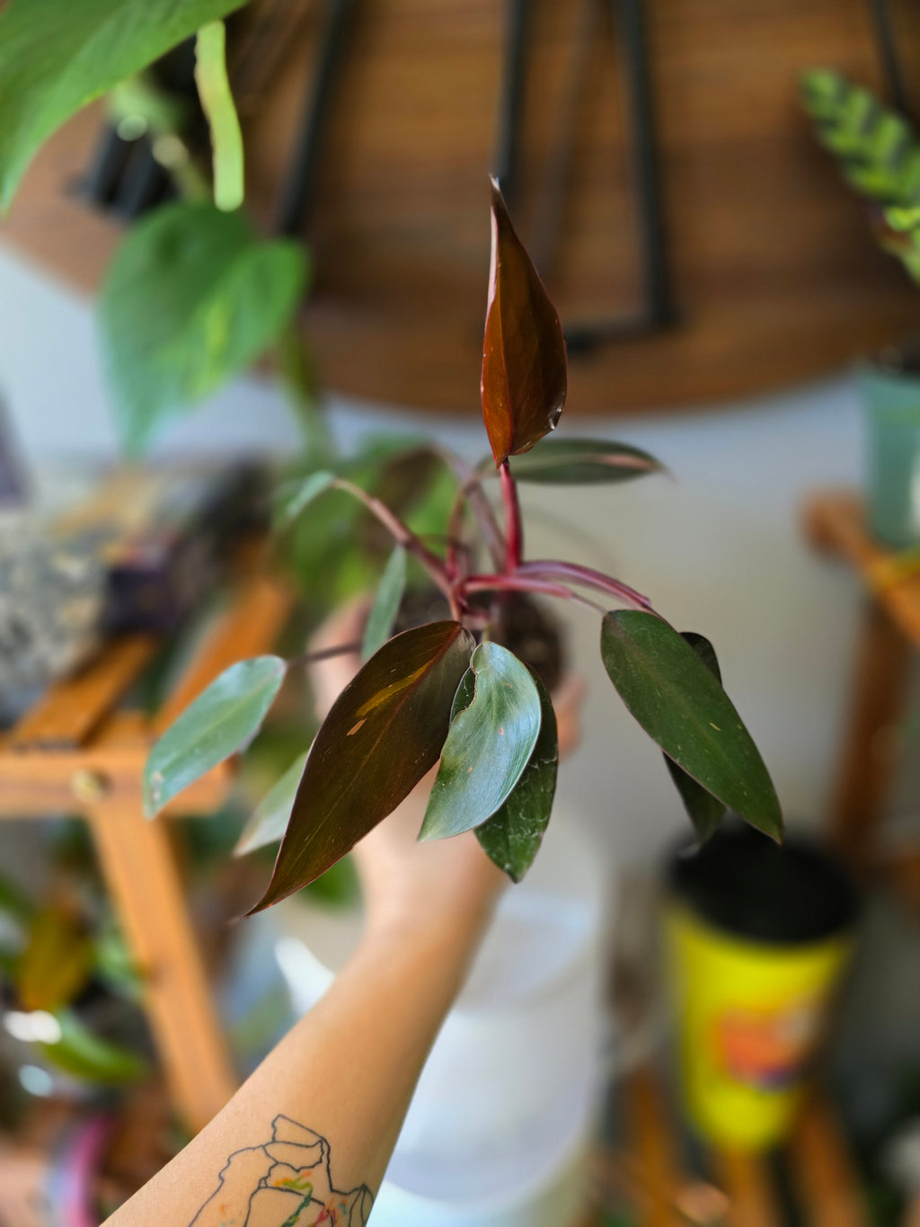 Philodendron Pink Princess