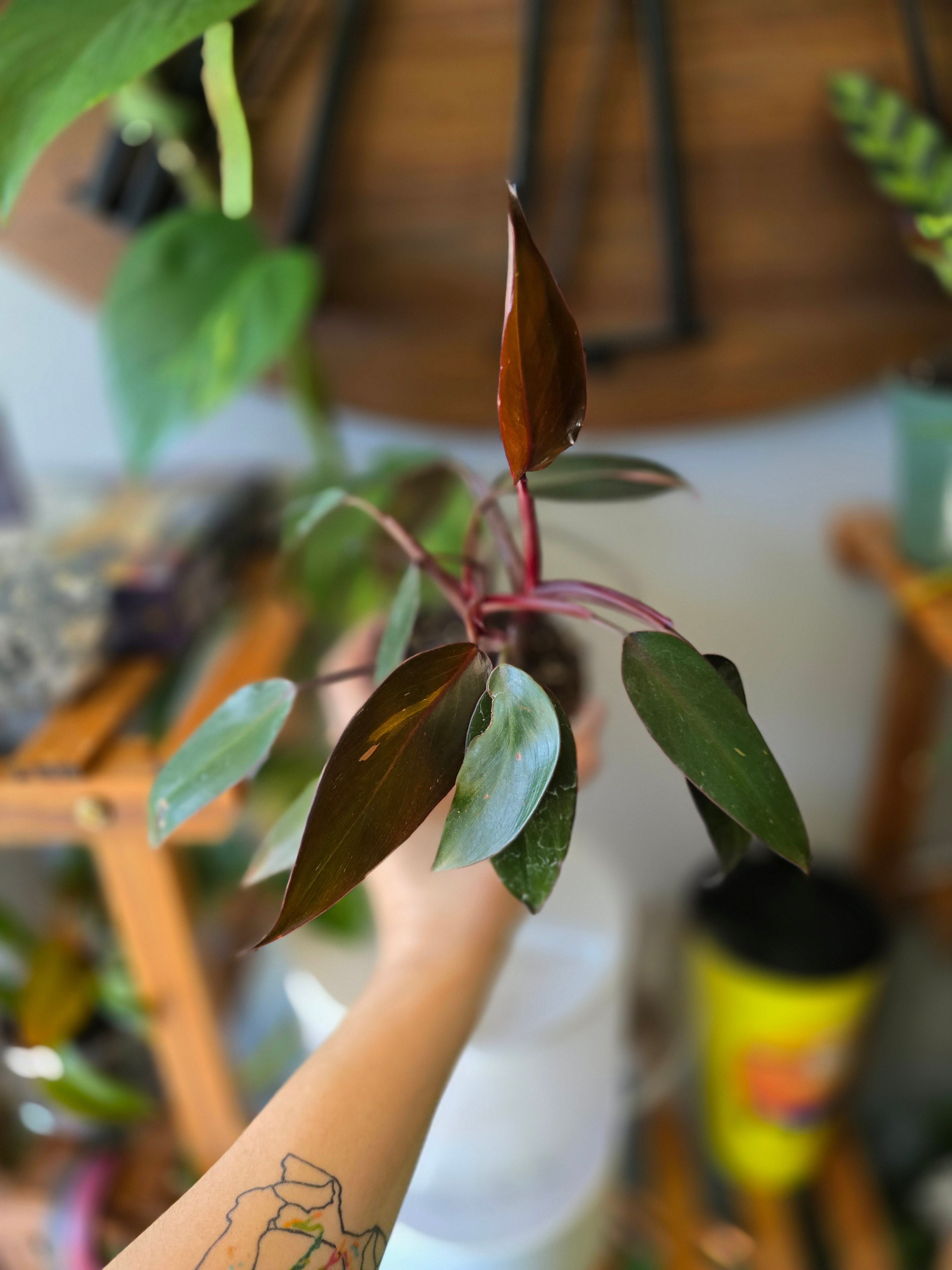 Philodendron Pink Princess