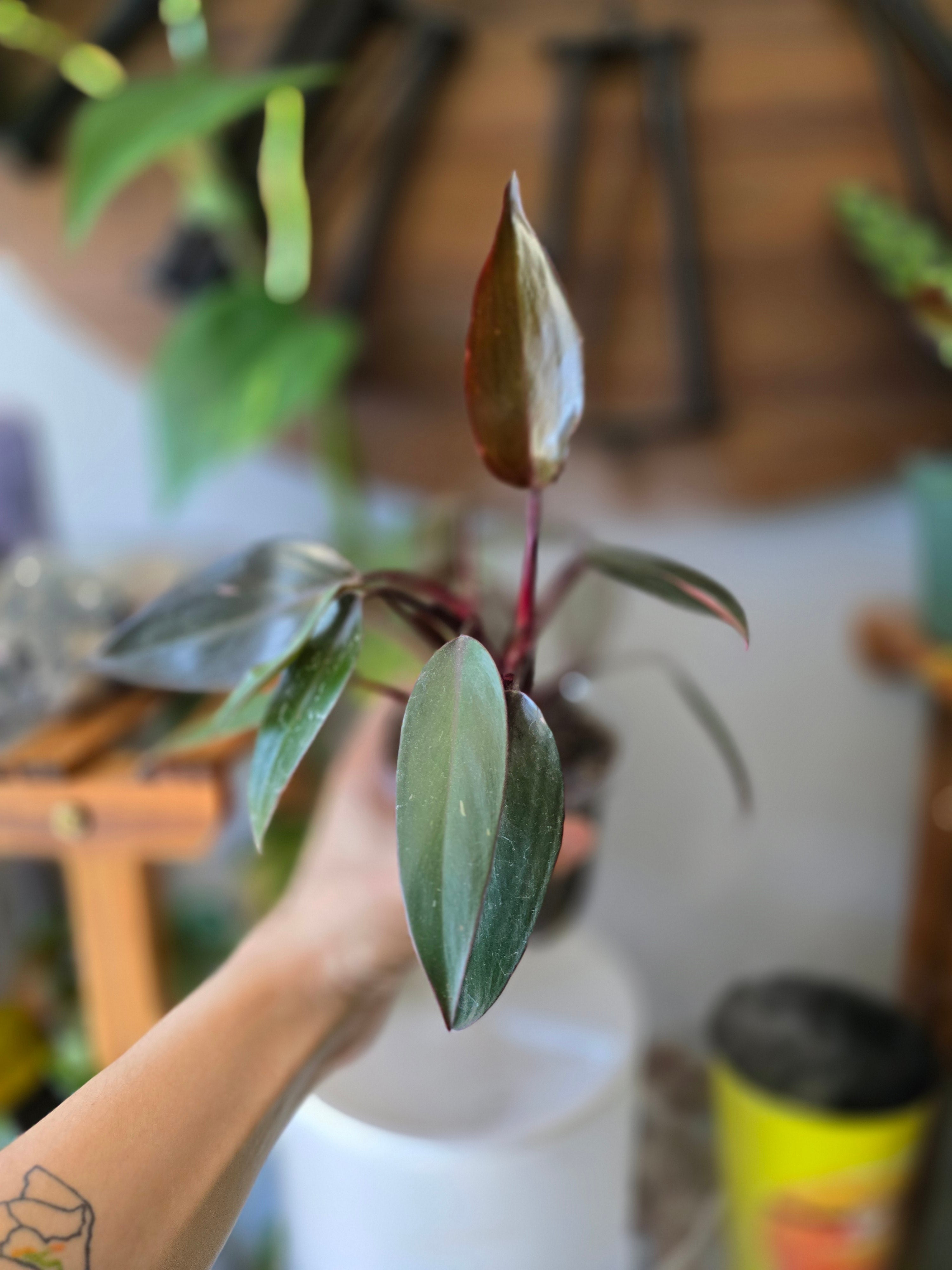 Philodendron Pink Princess