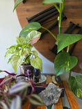 Syngonium Milk Confetti