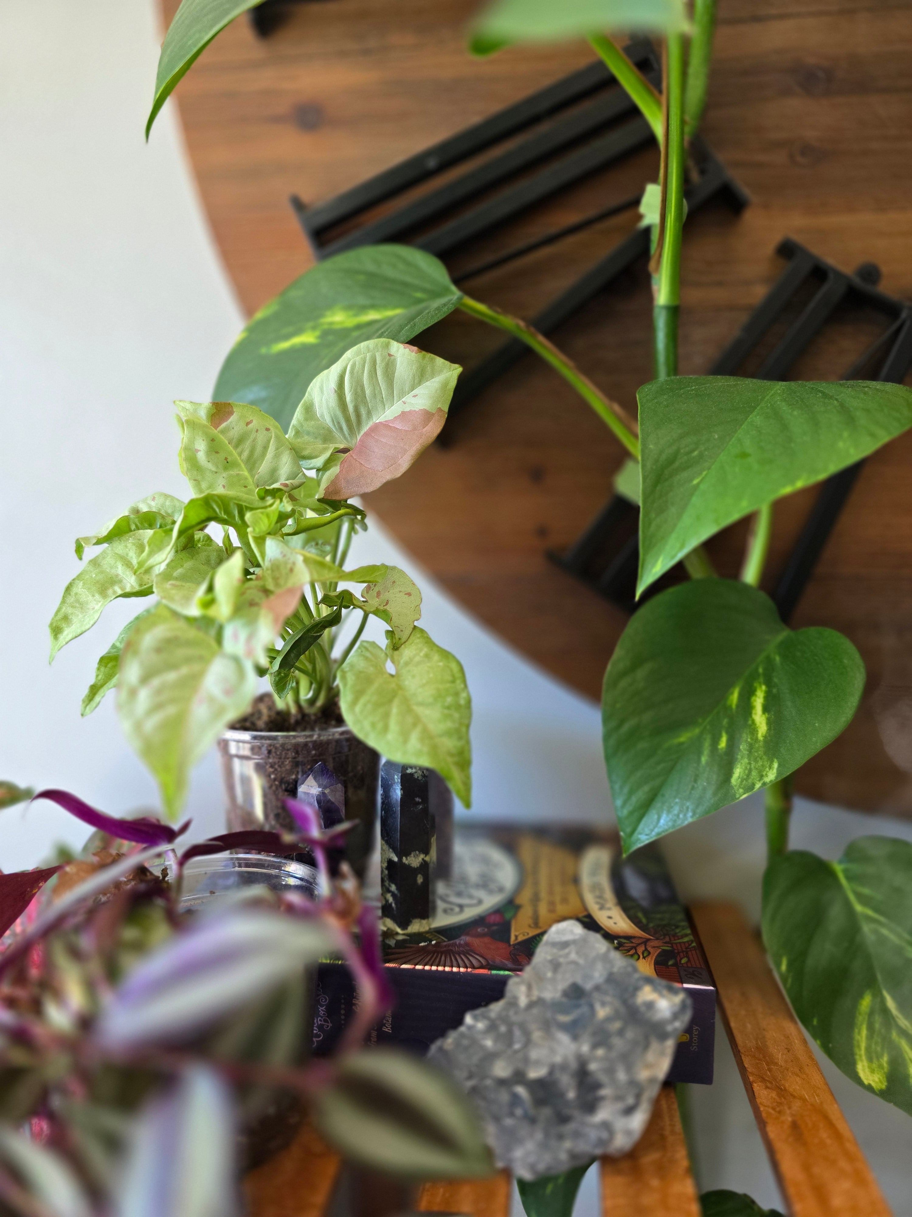 Syngonium Milk Confetti