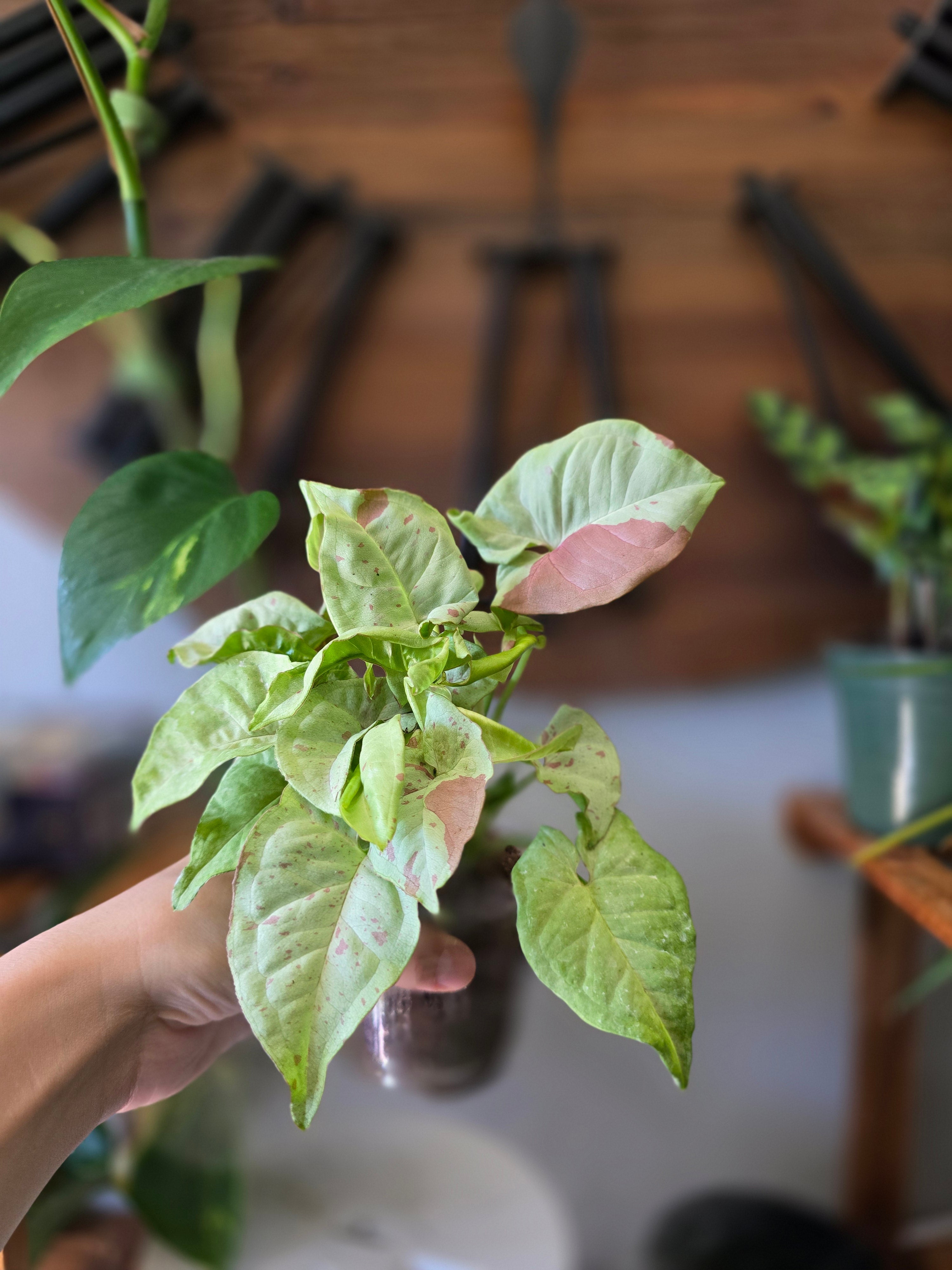 Syngonium Milk Confetti