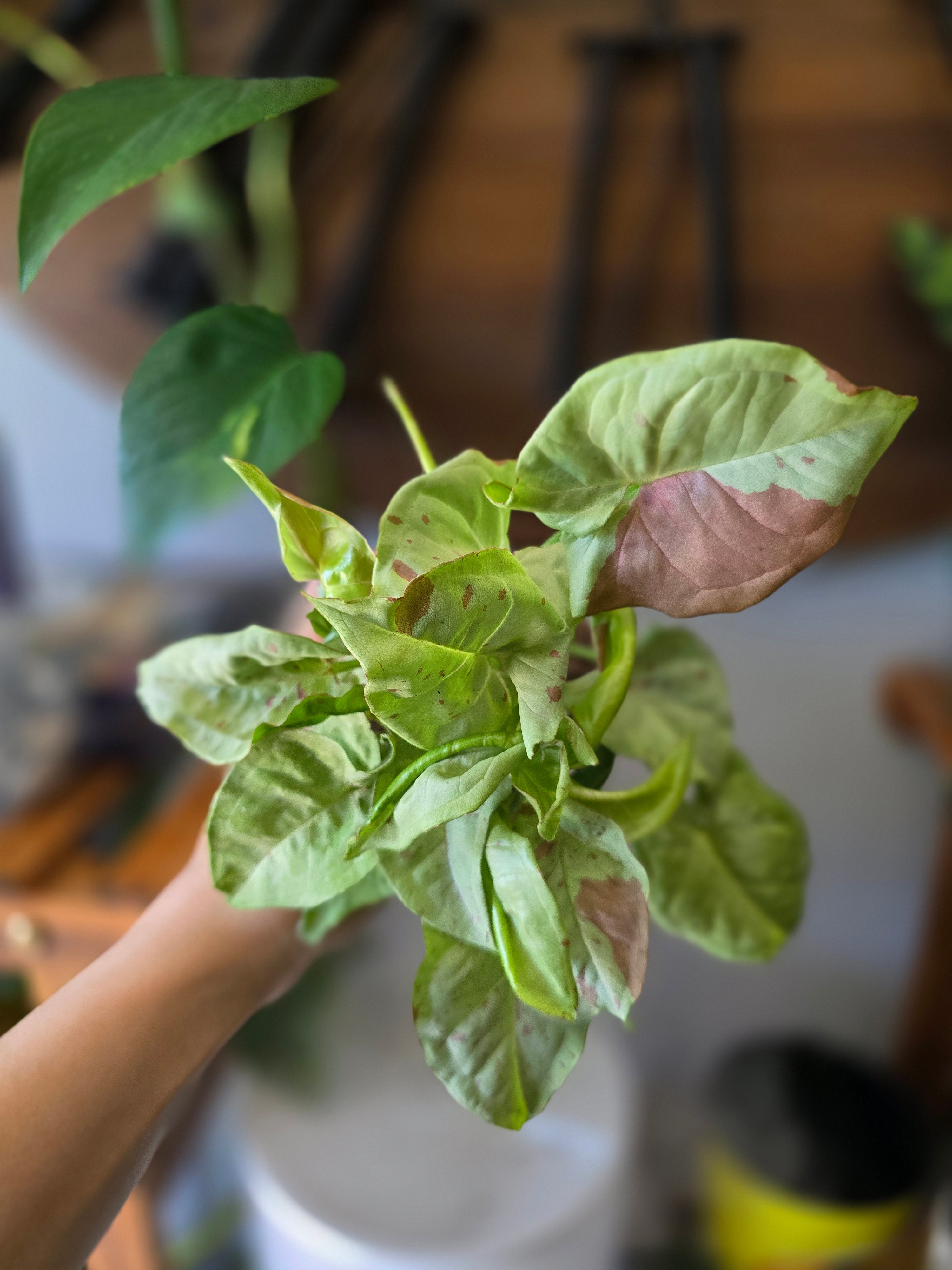 Syngonium Milk Confetti