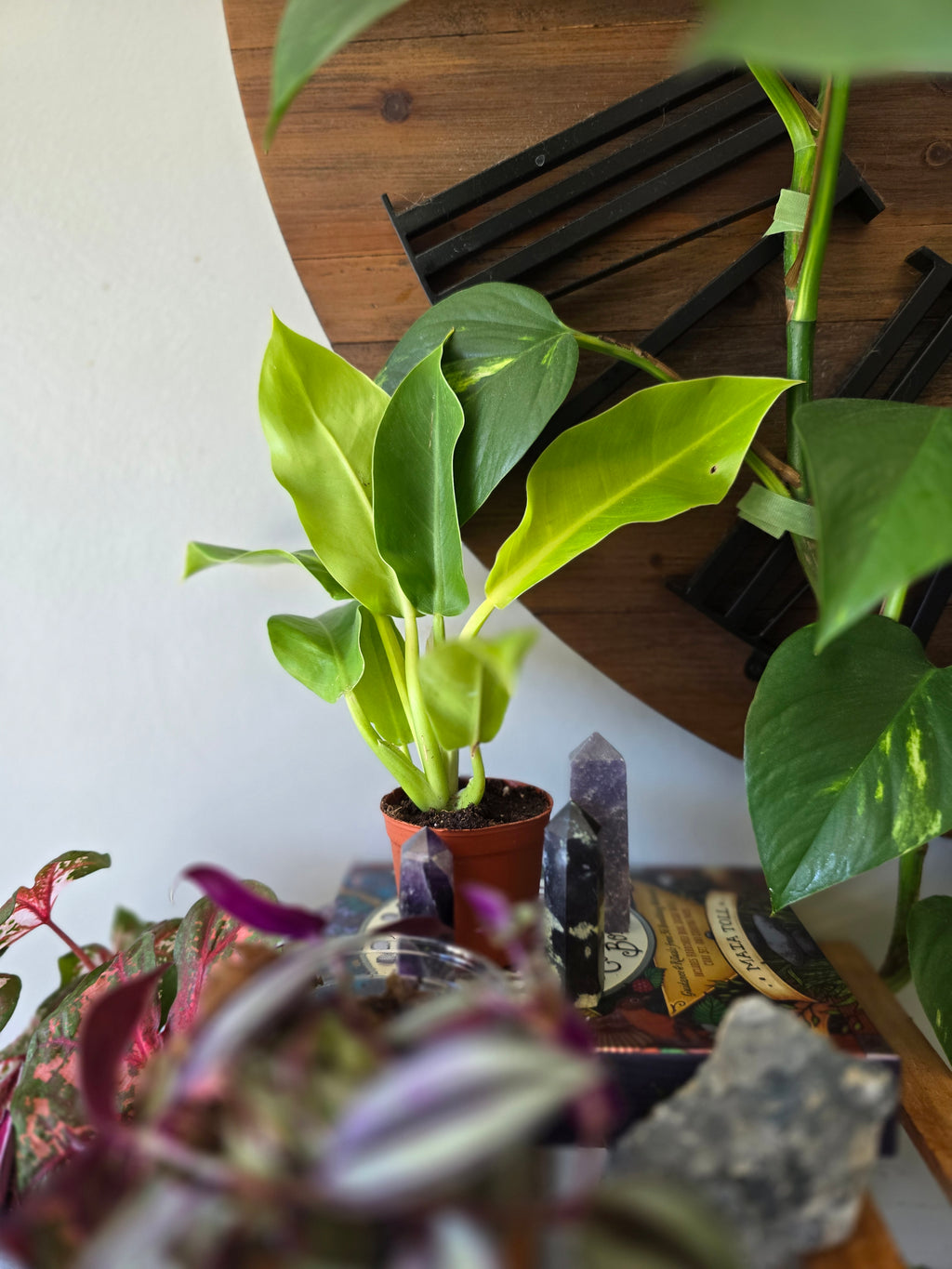 Moonlight Philodendron