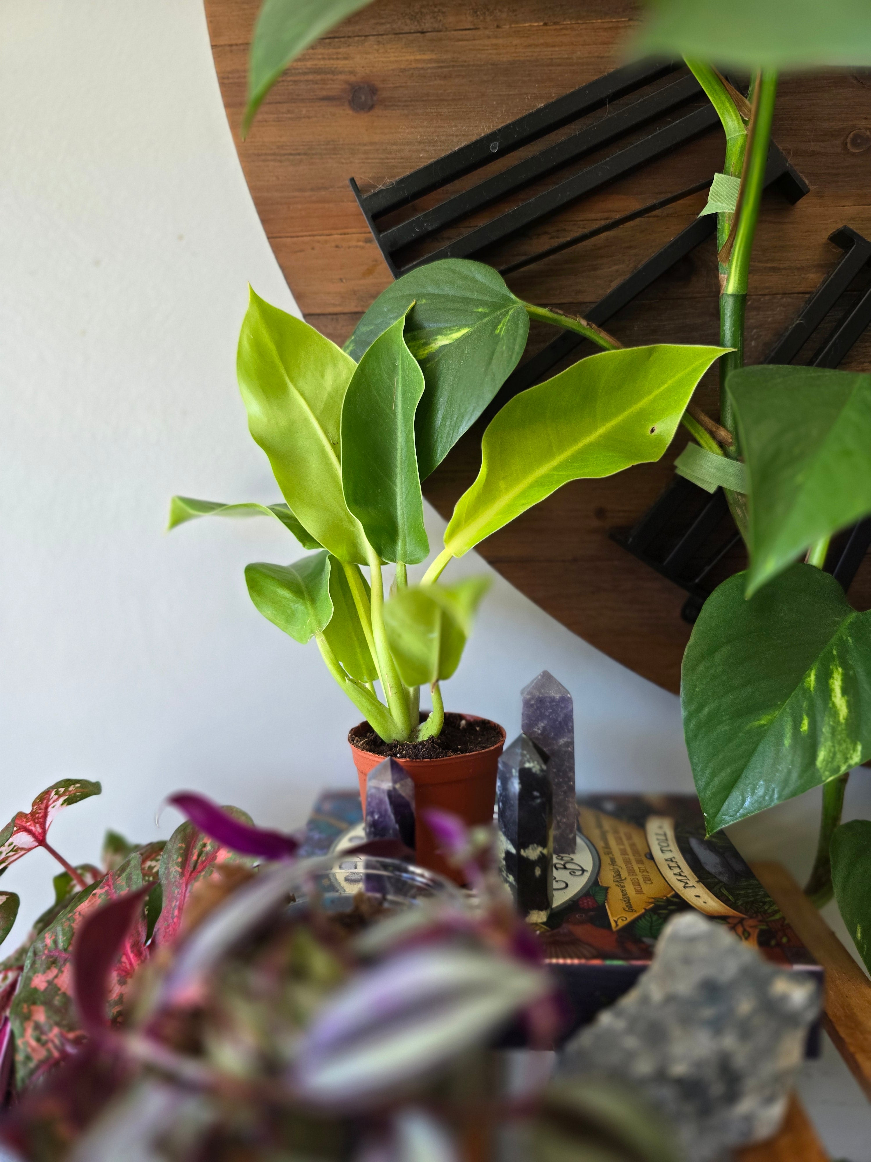 Moonlight Philodendron