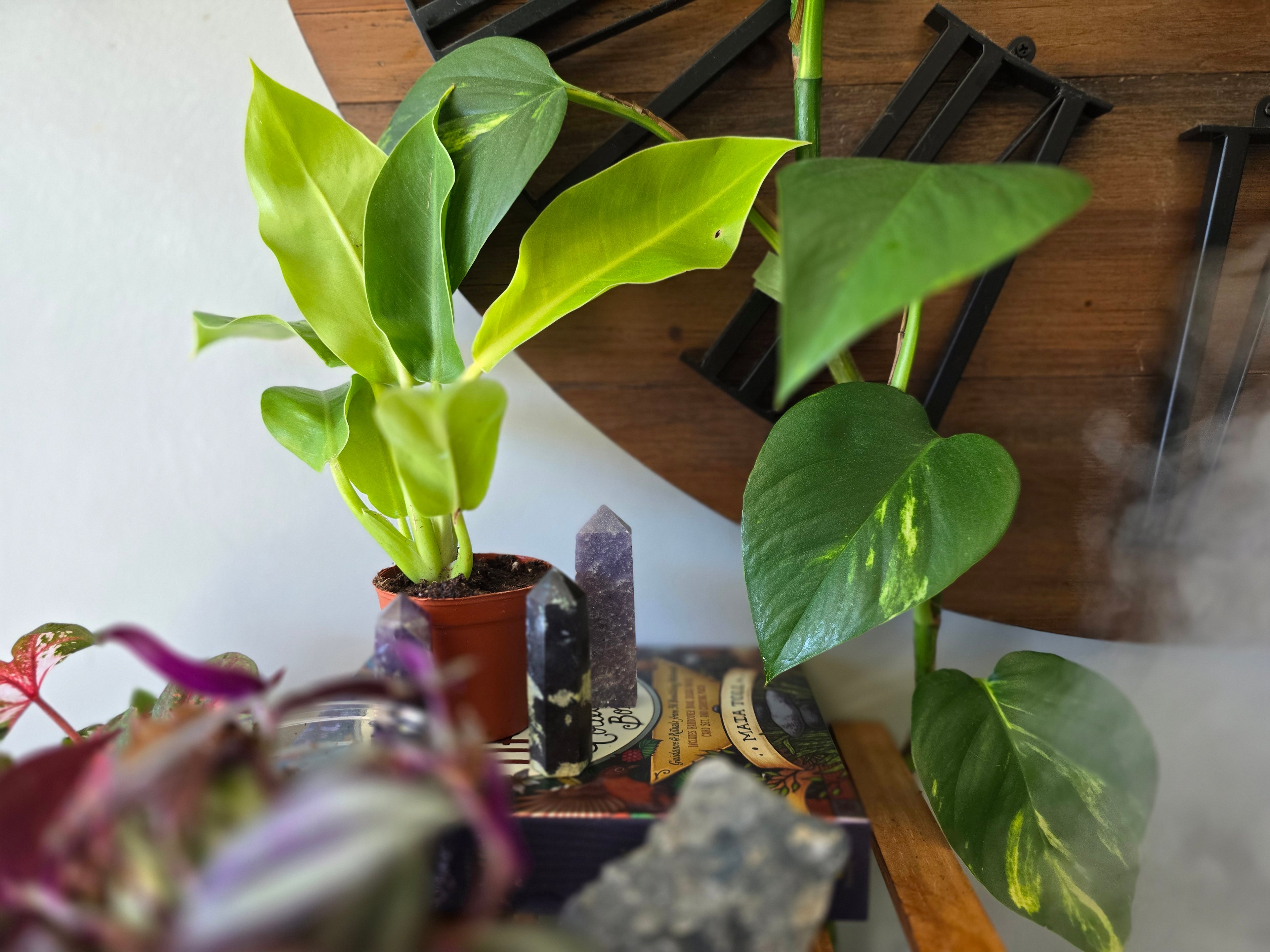 Moonlight Philodendron