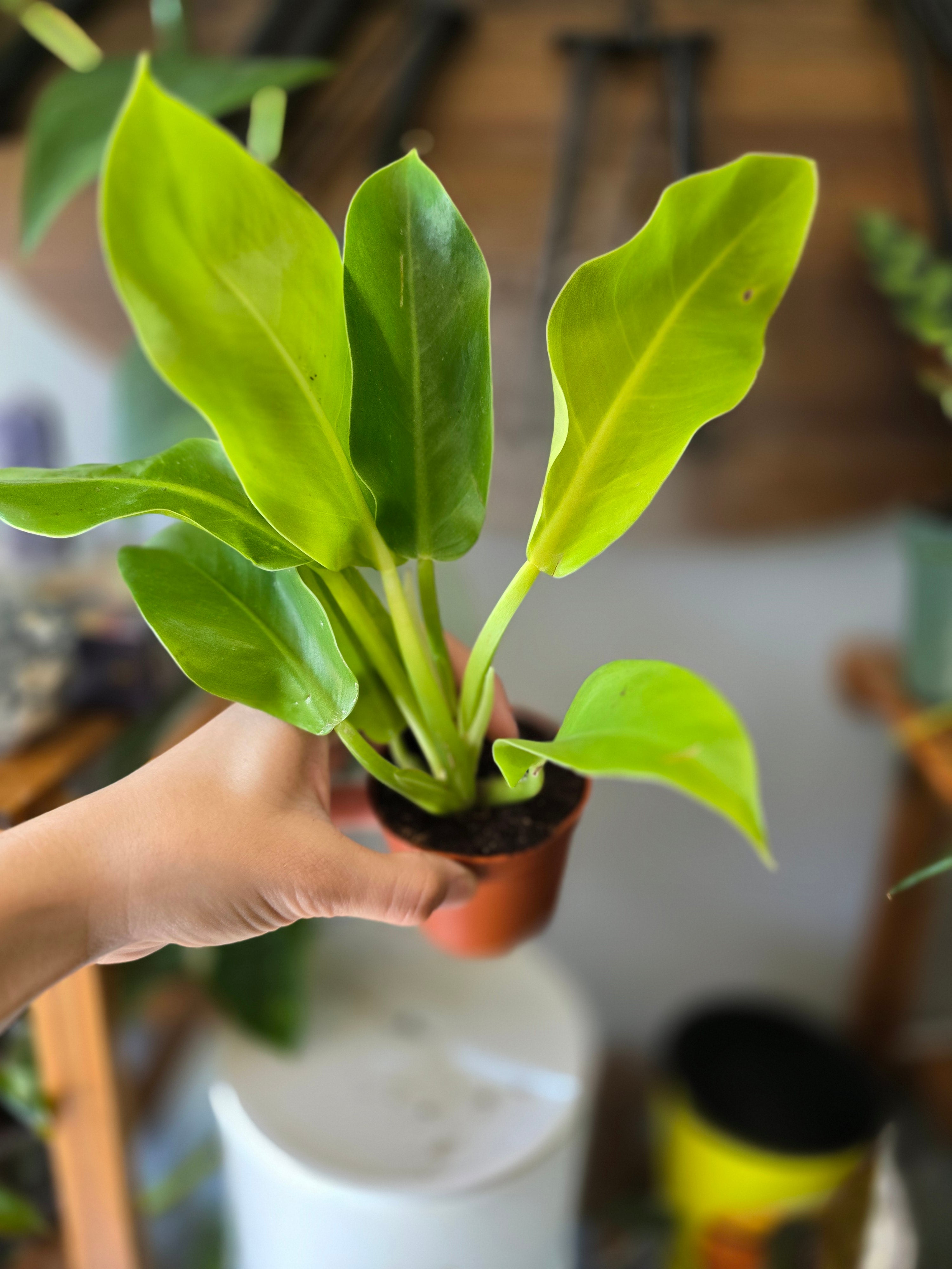 Moonlight Philodendron