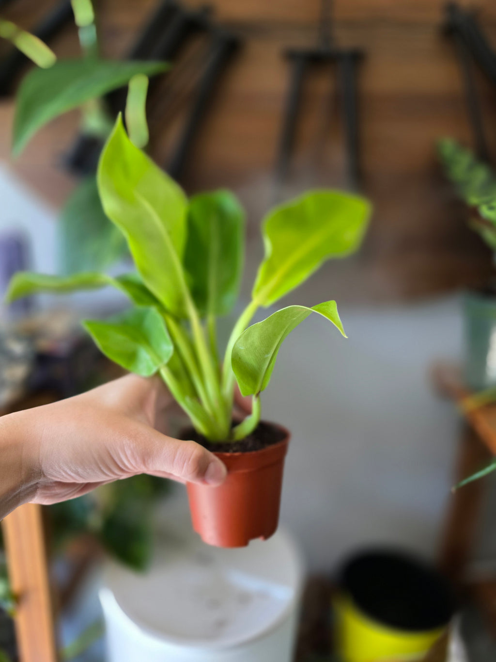 Moonlight Philodendron