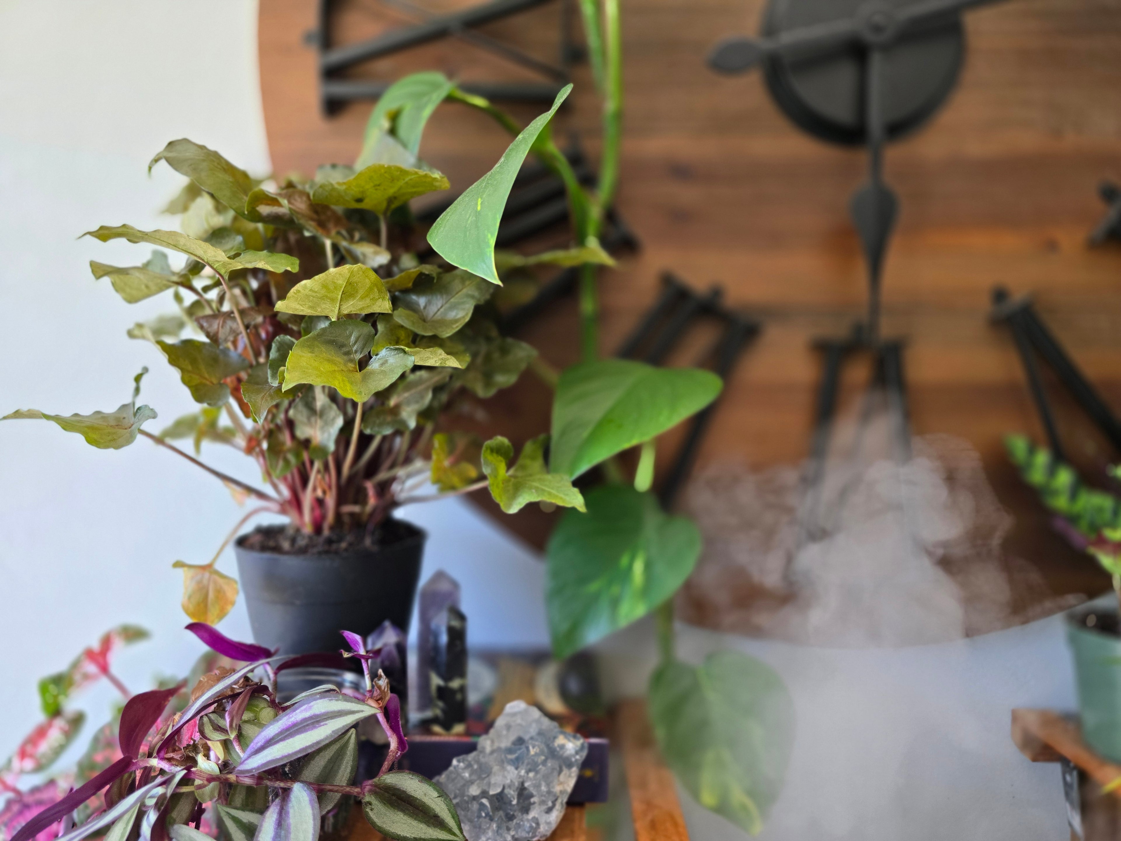 Syngonium Merry-Arrowhead Vine "Merry"