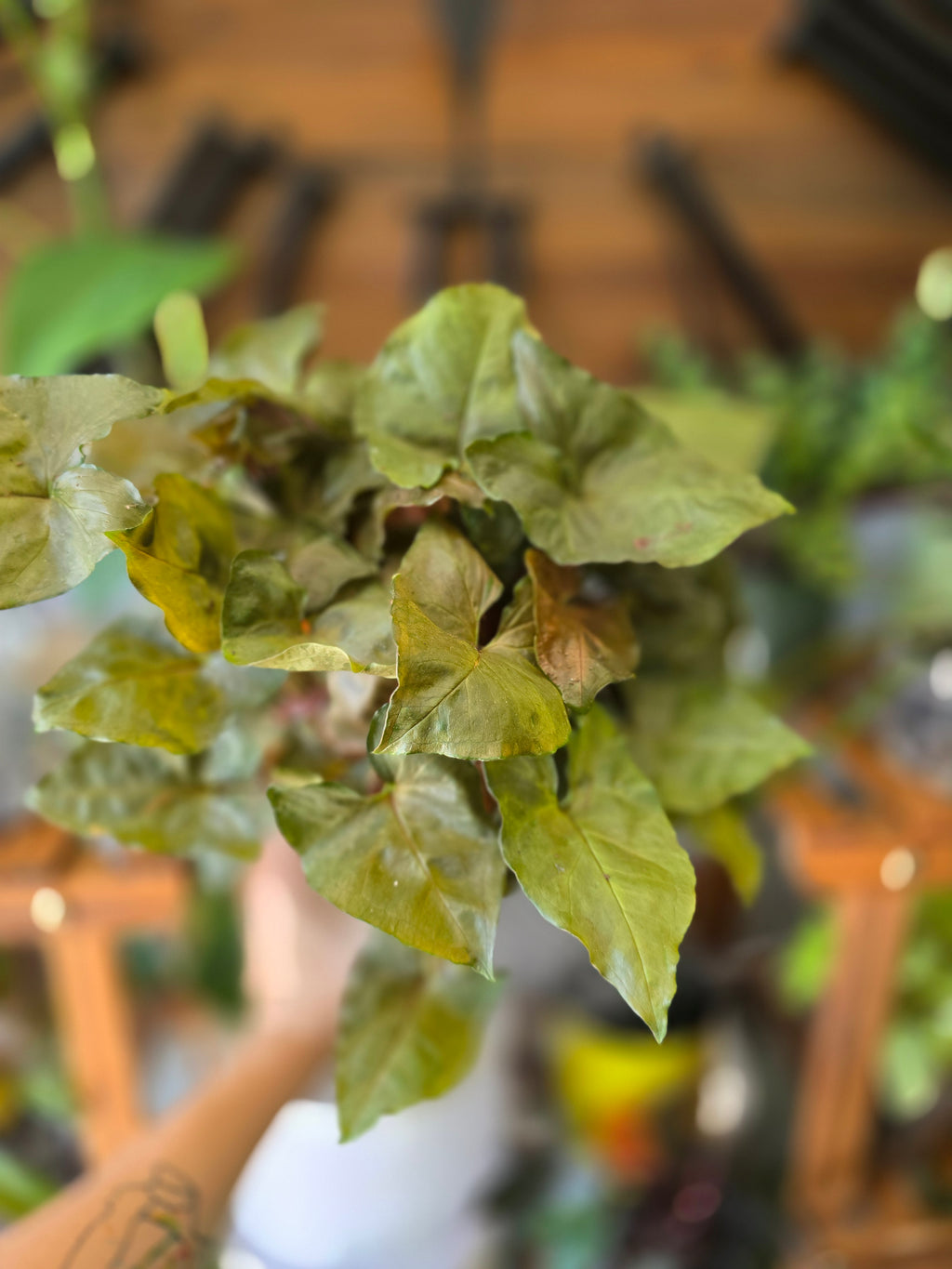 Syngonium Merry-Arrowhead Vine "Merry"
