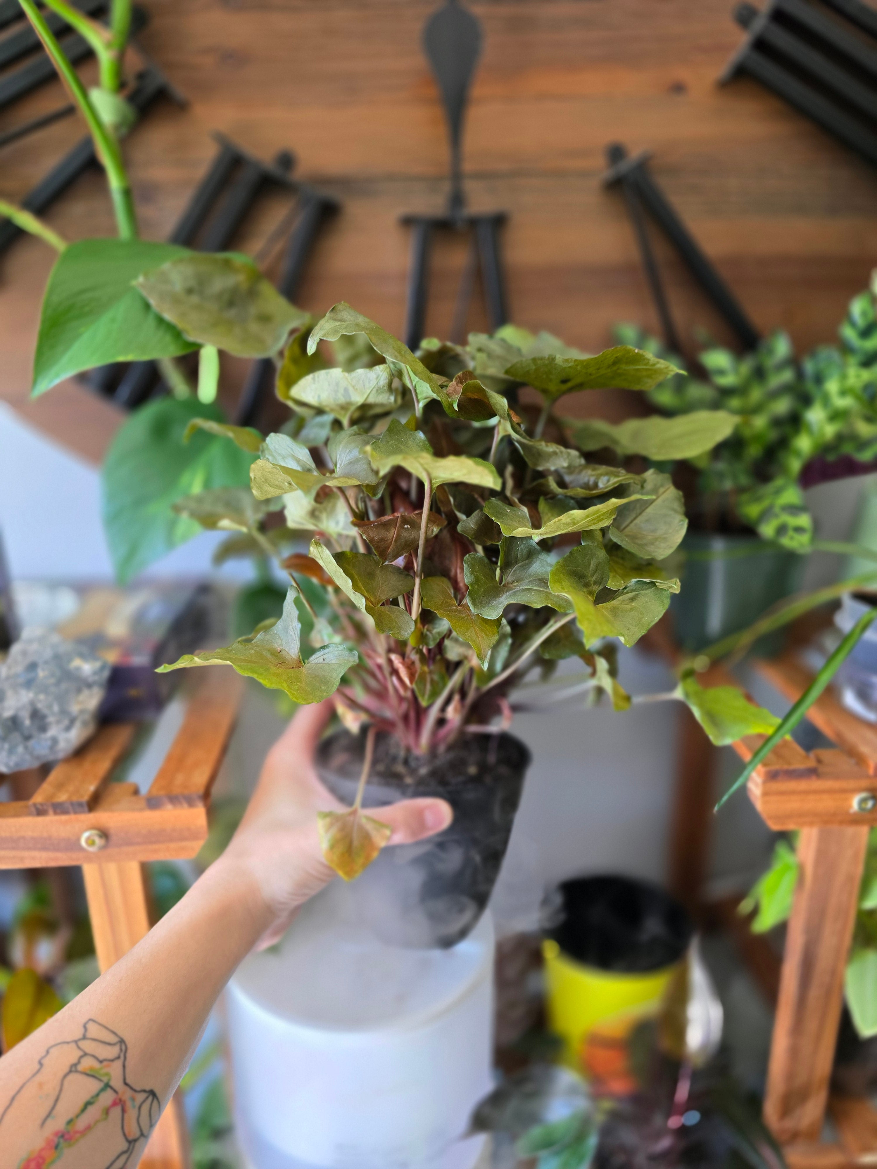 Syngonium Merry-Arrowhead Vine "Merry"