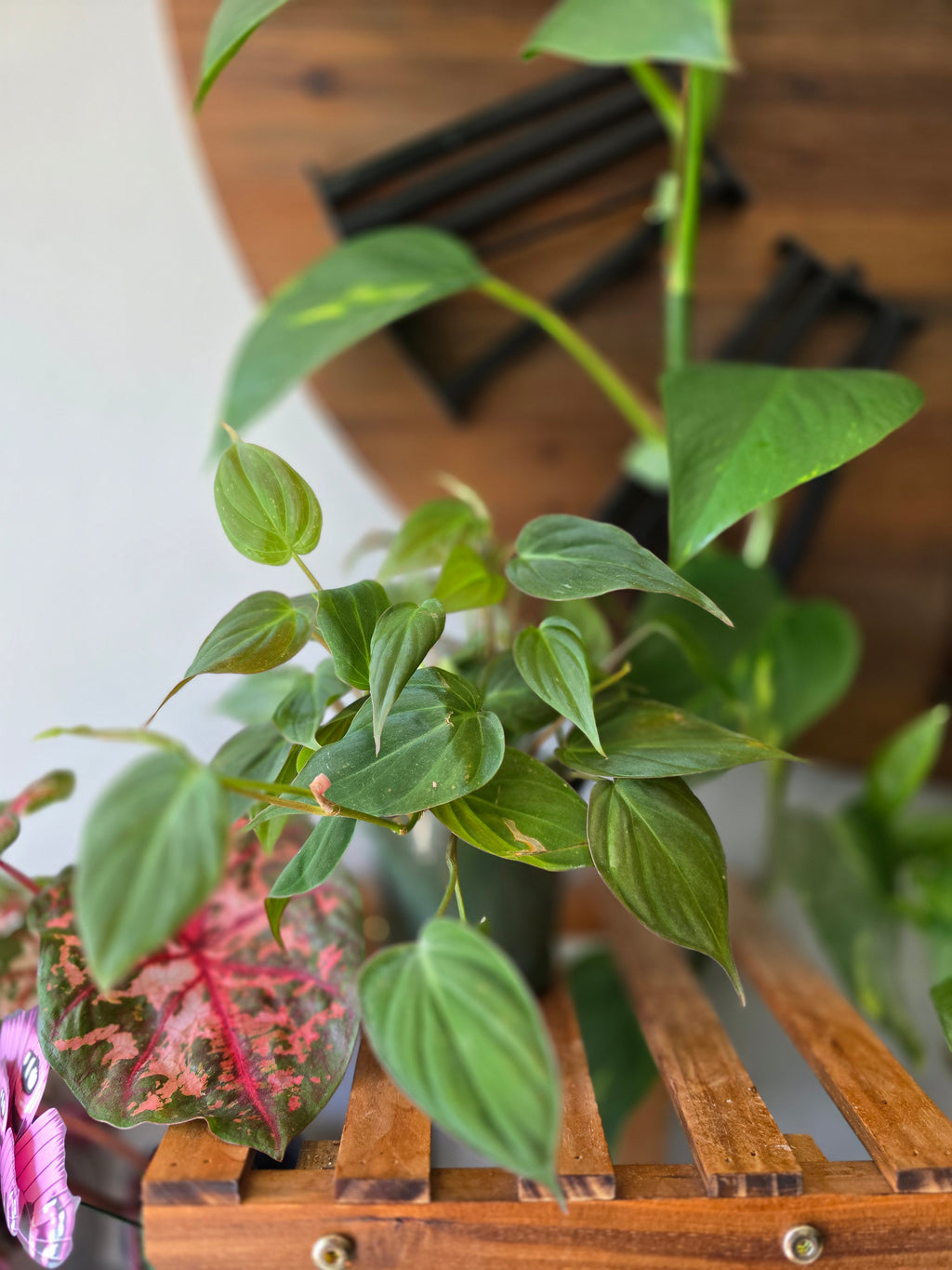 Philodendron Micans