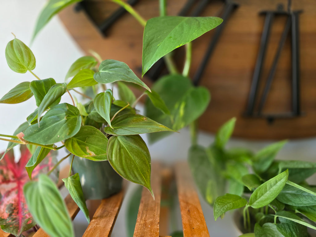 Philodendron Micans