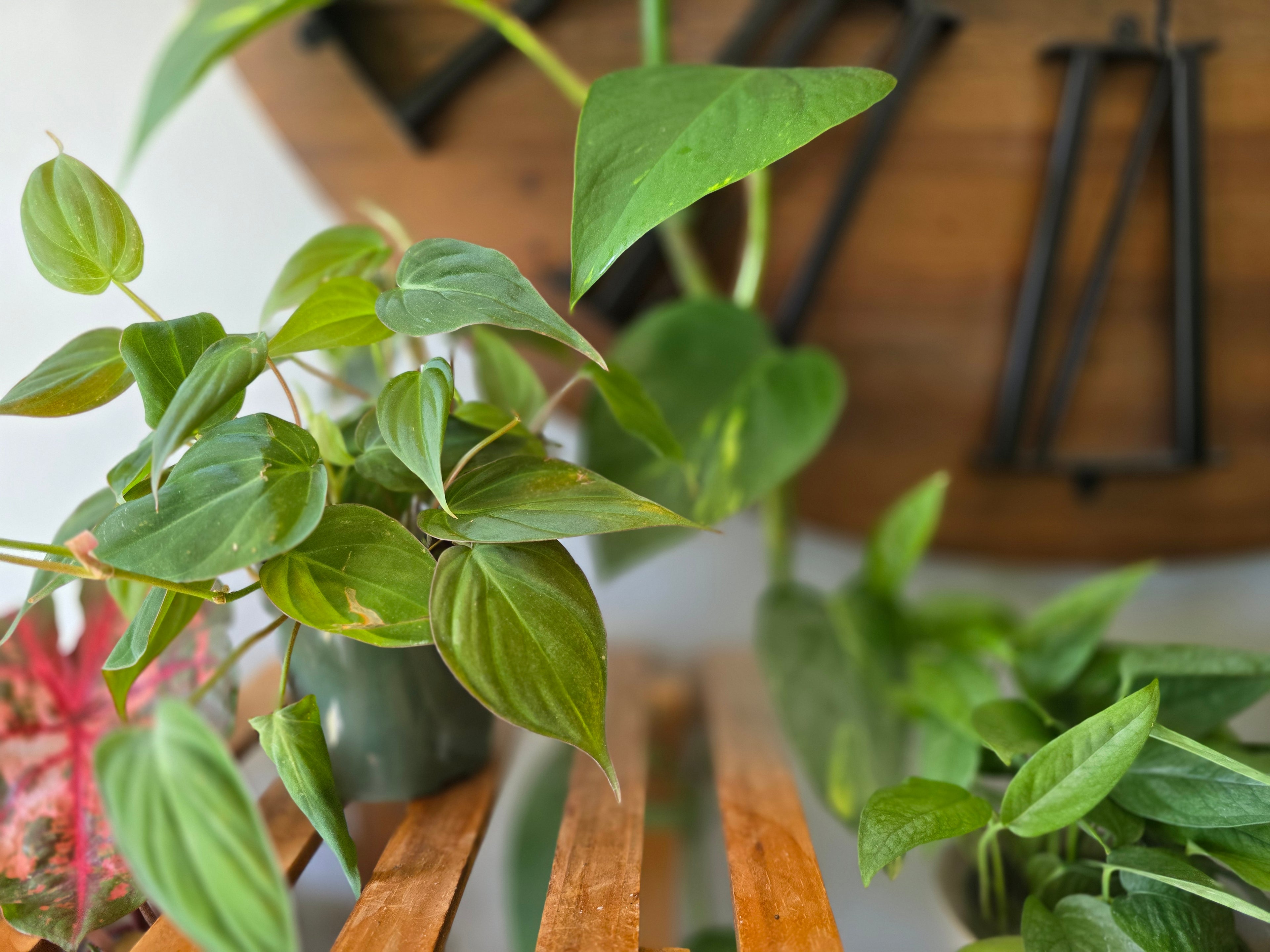 Philodendron Micans