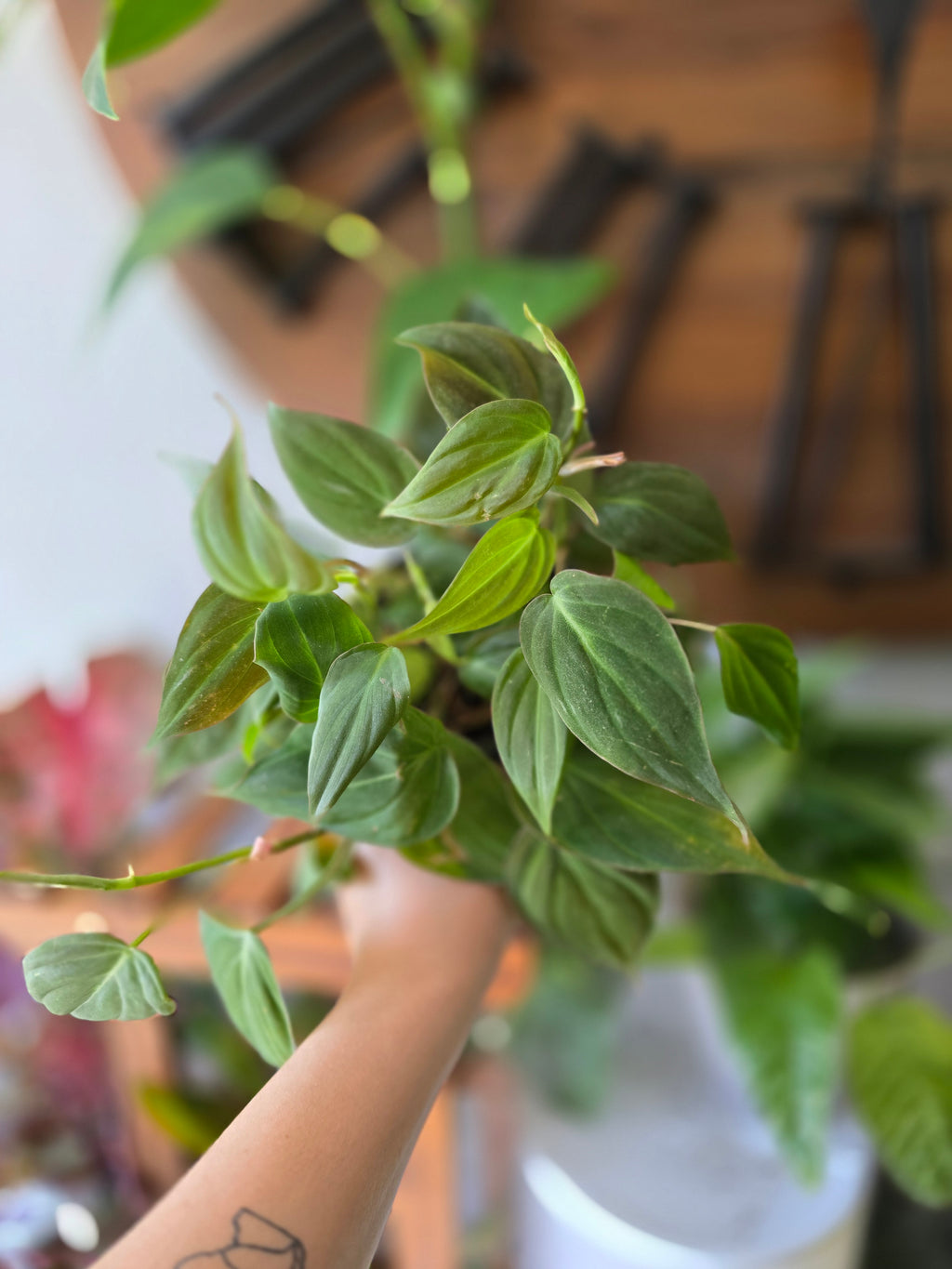 Philodendron Micans