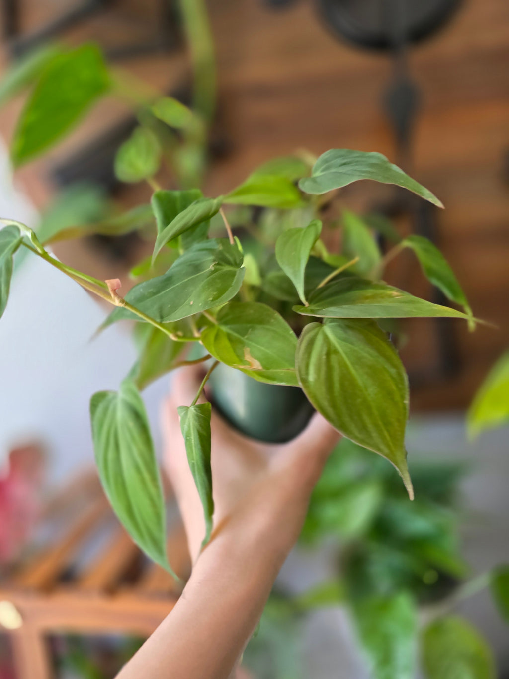 Philodendron Micans
