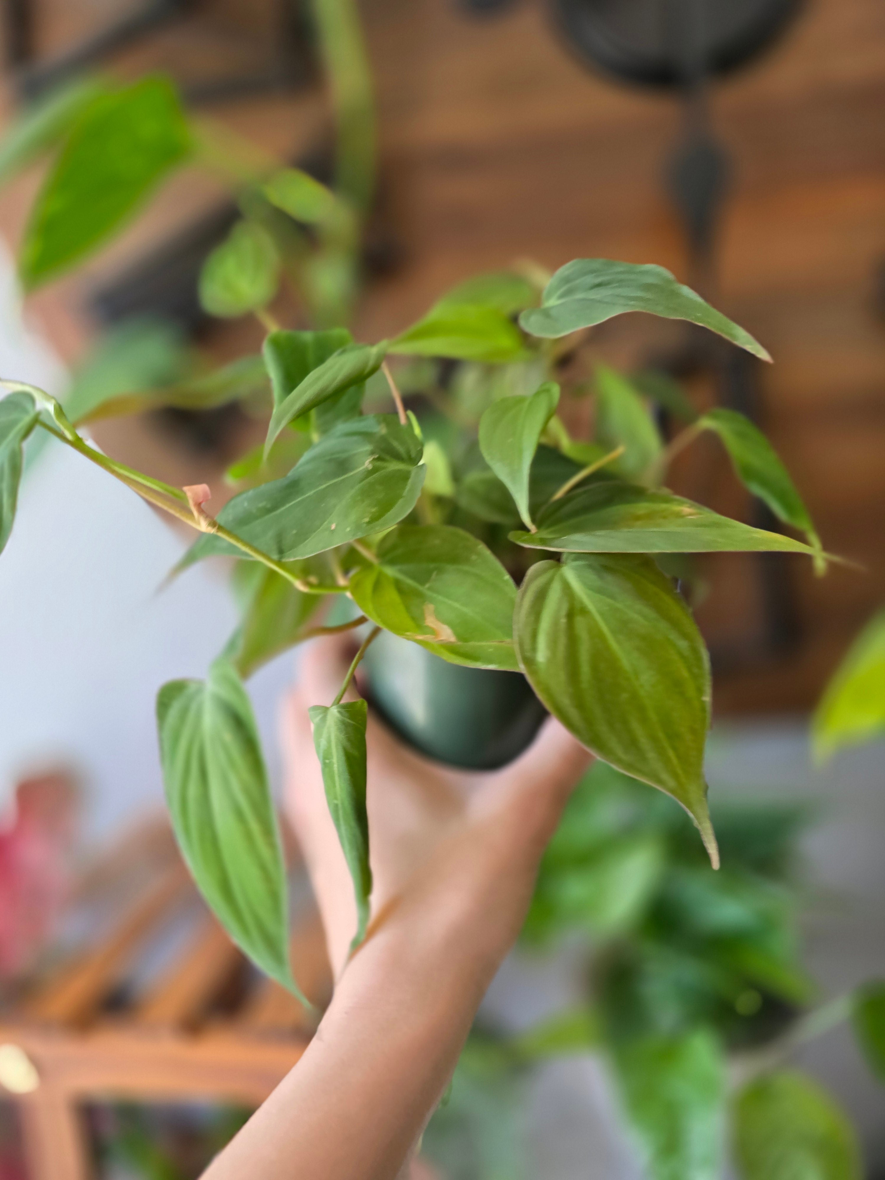 Philodendron Micans