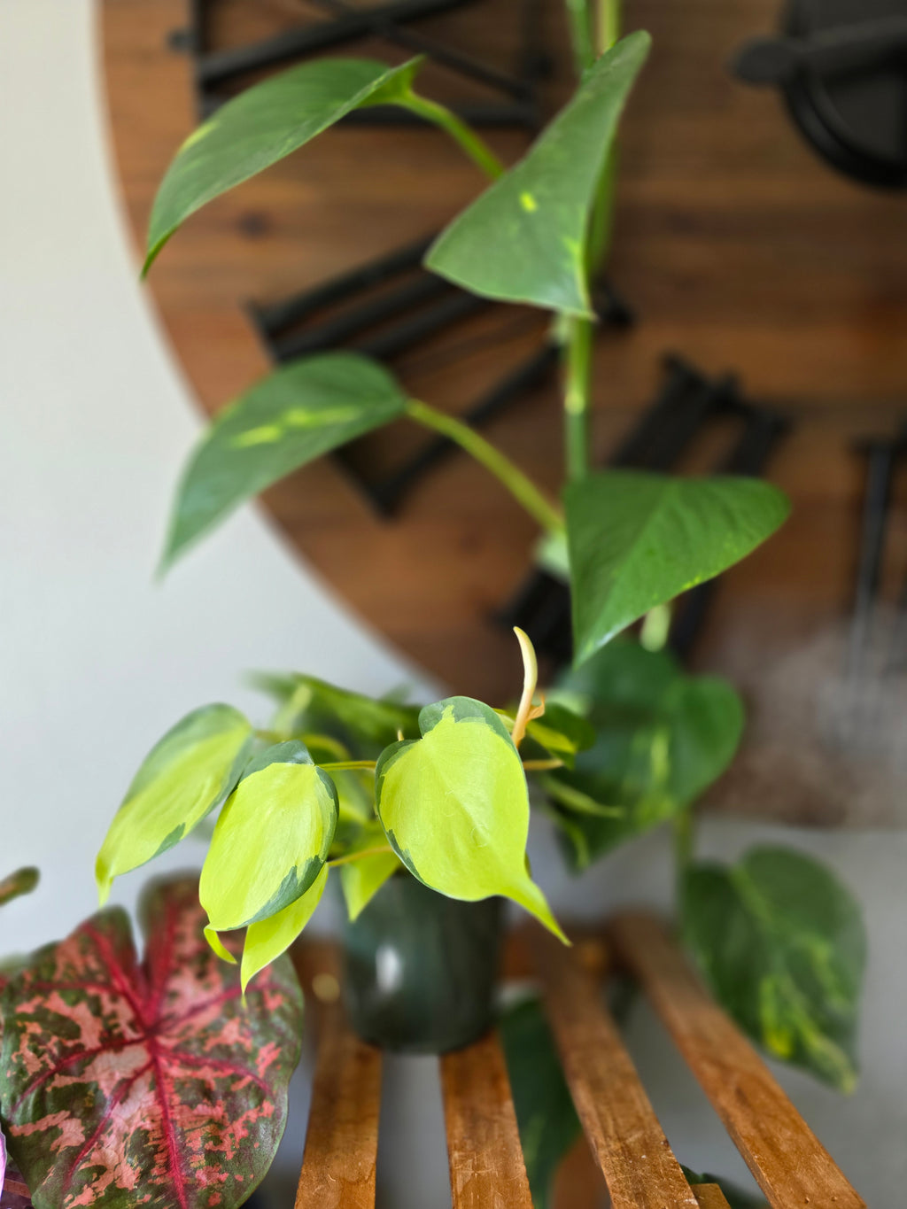 Philodendron Brasil
