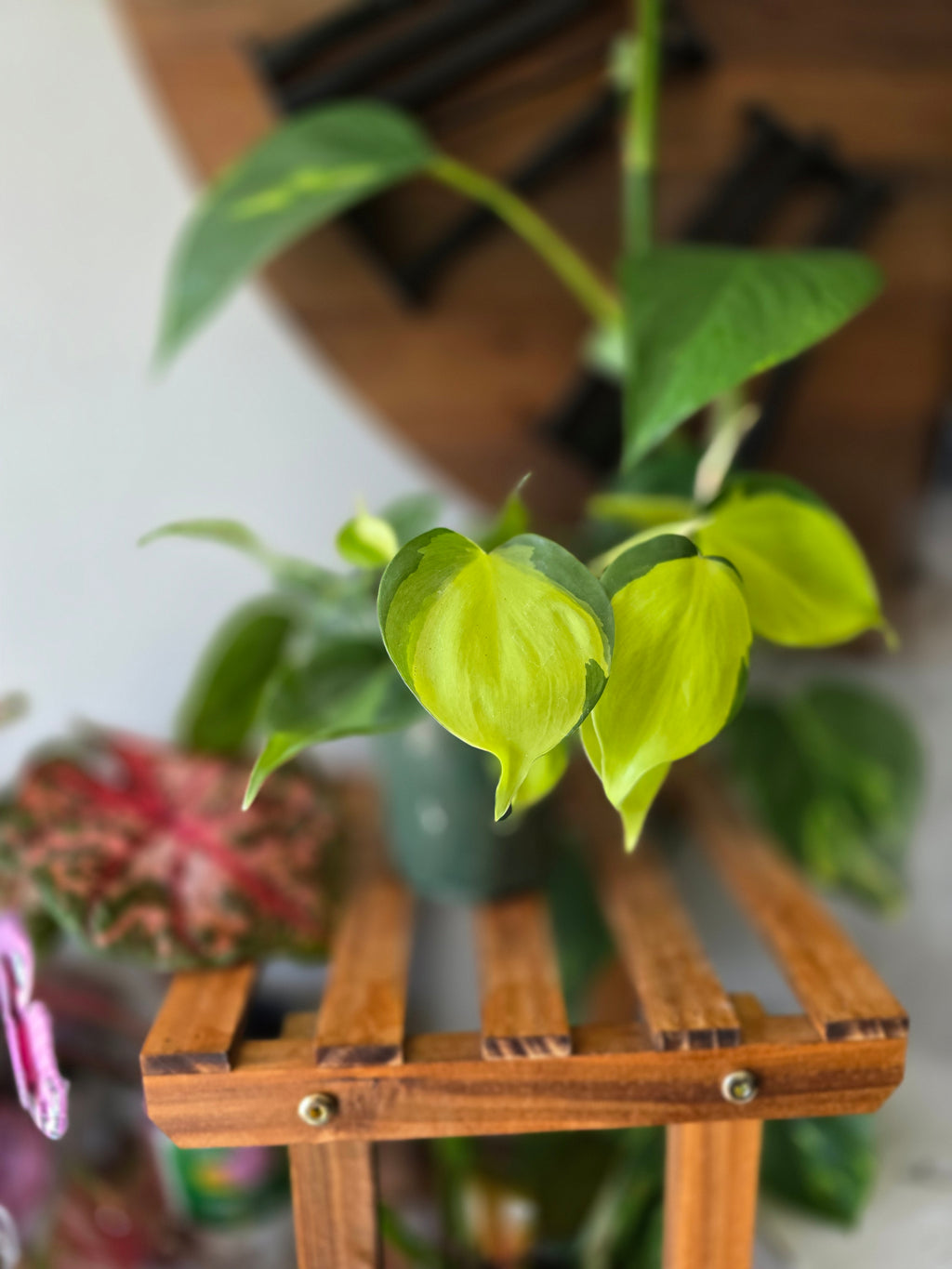 Philodendron Brasil