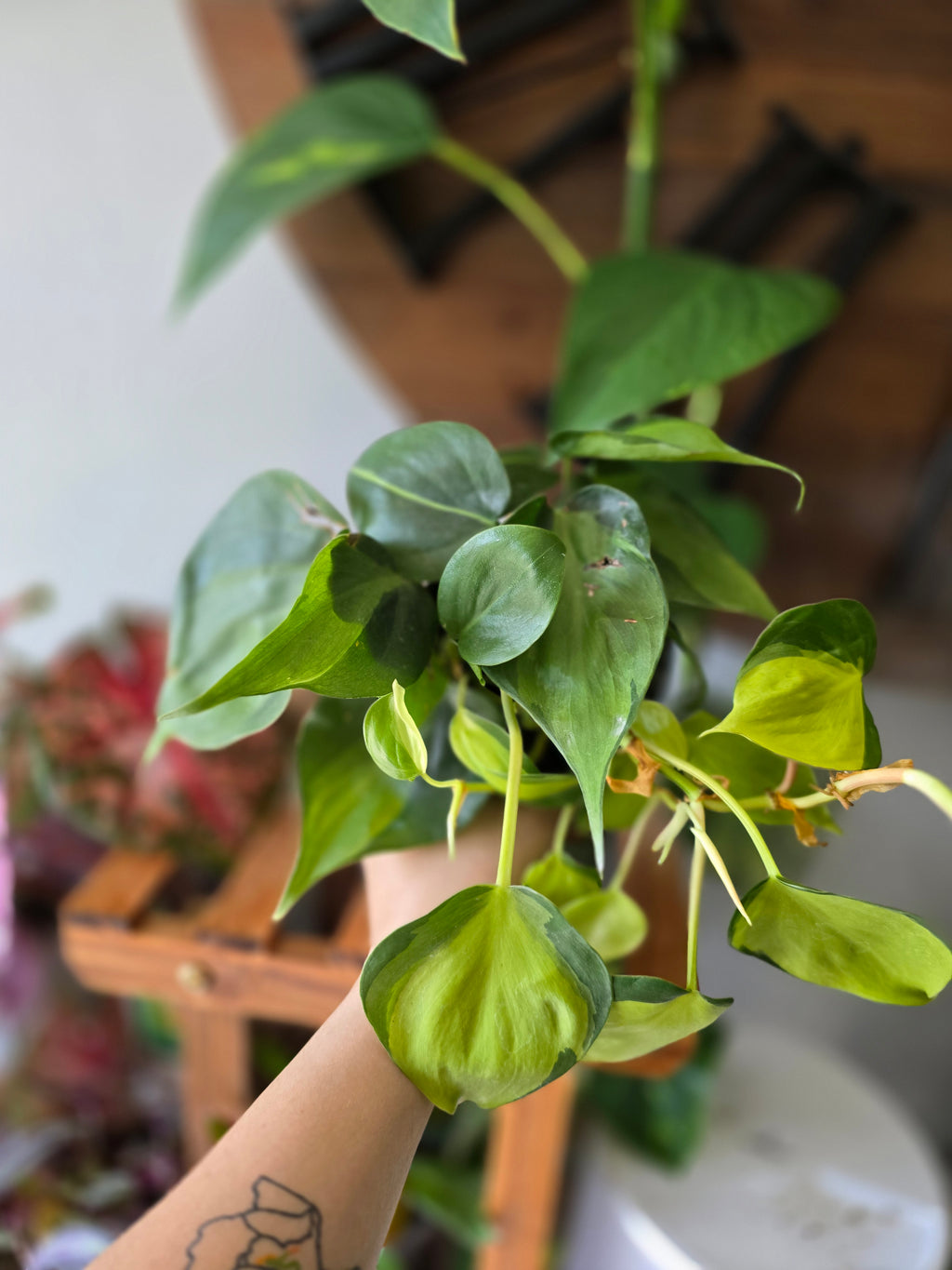 Philodendron Brasil
