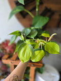 Philodendron Brasil