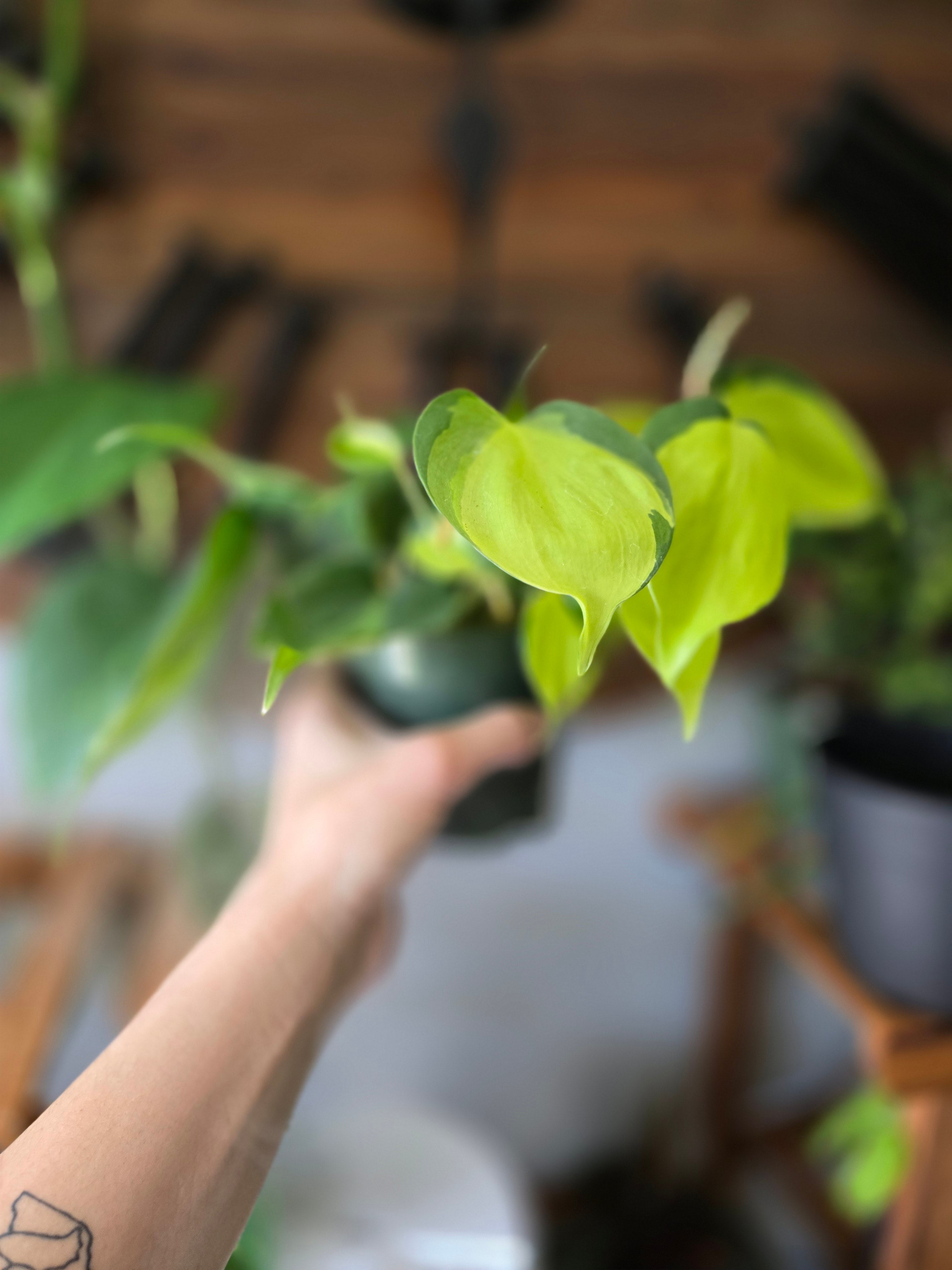 Philodendron Brasil