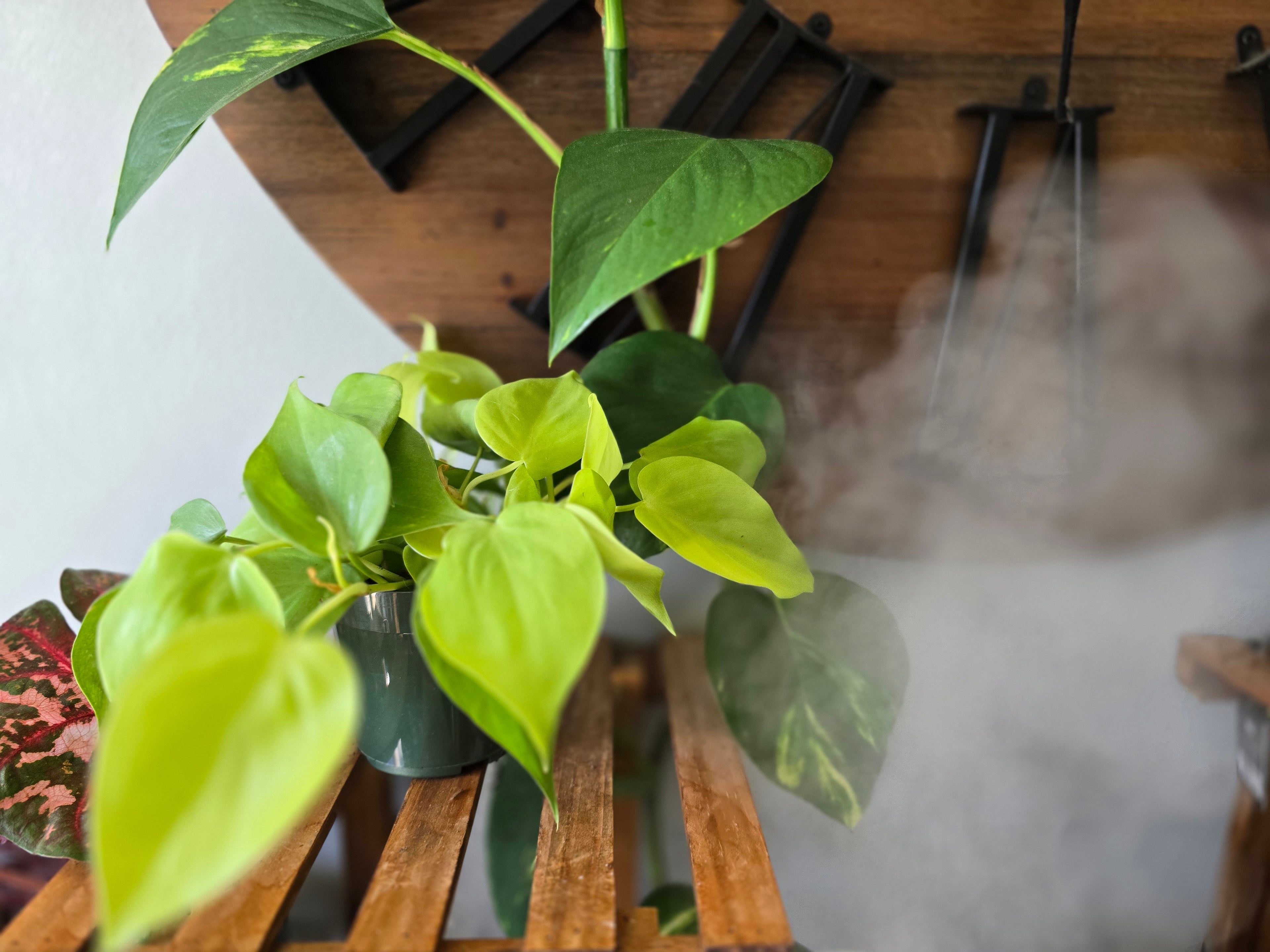 Philodendron Lemon Lime