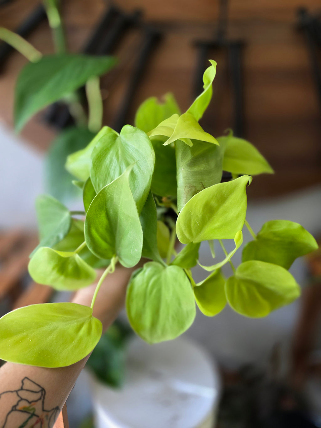 Philodendron Lemon Lime