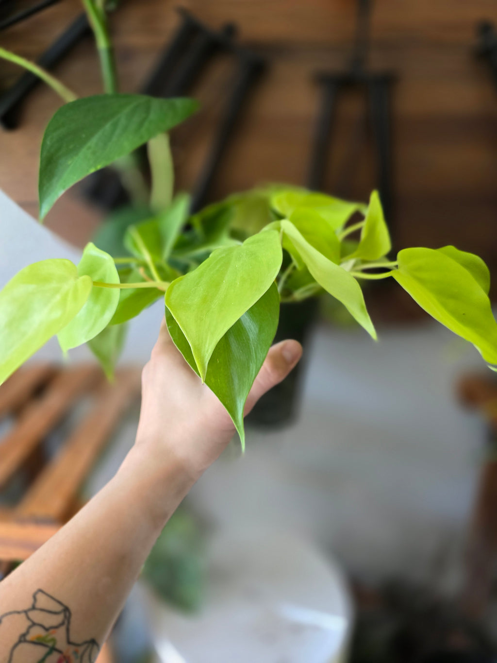 Philodendron Lemon Lime