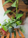 Cebu Blue Pothos