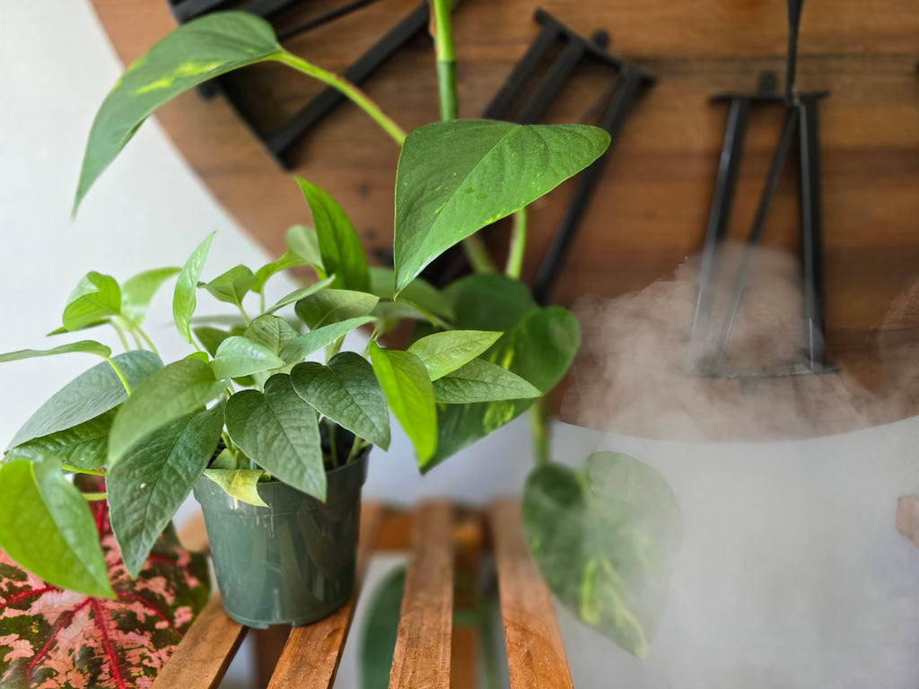 Cebu Blue Pothos
