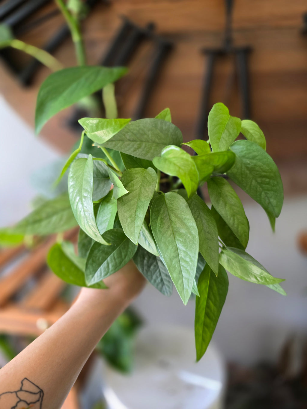 Cebu Blue Pothos