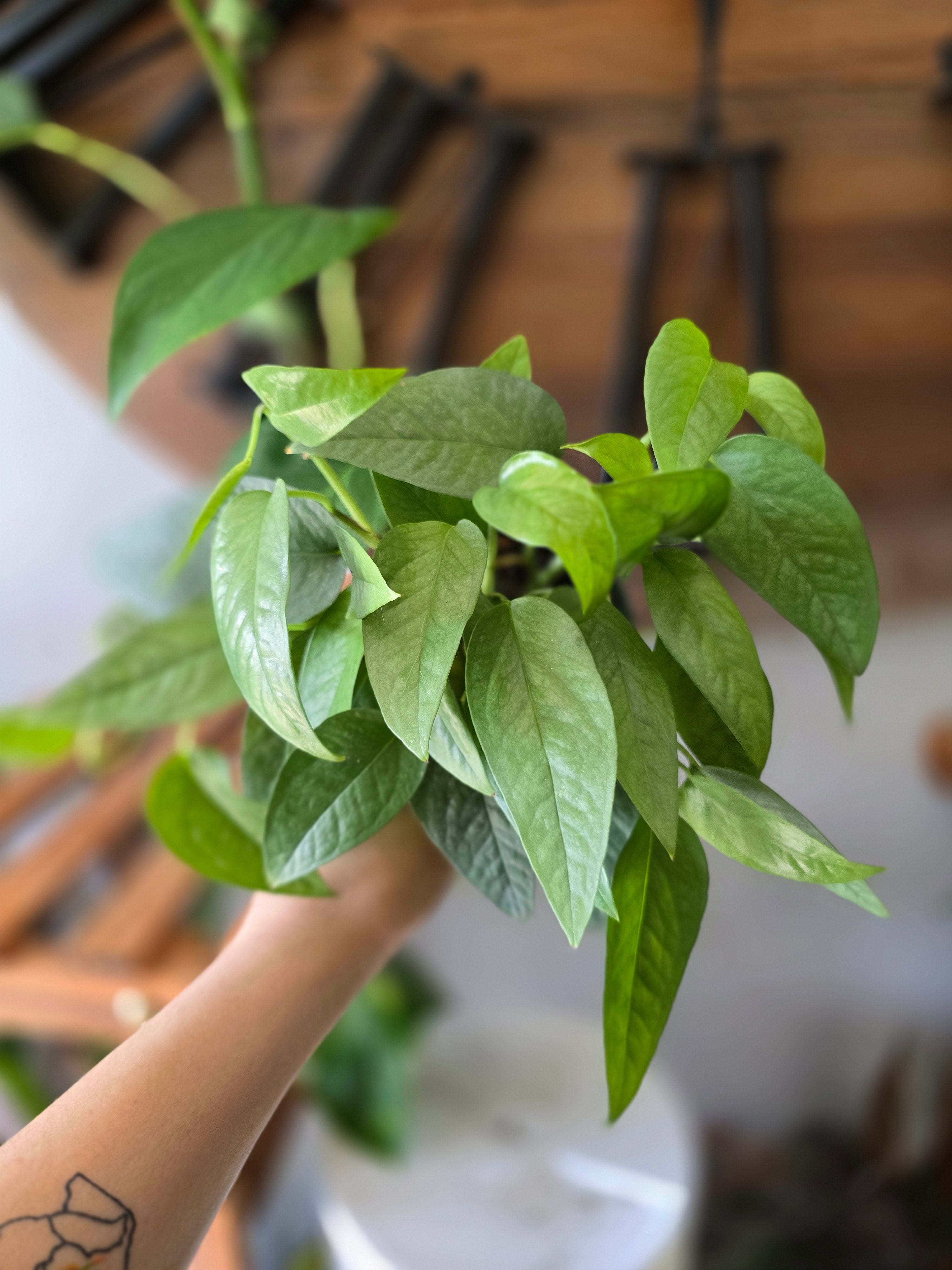 Cebu Blue Pothos