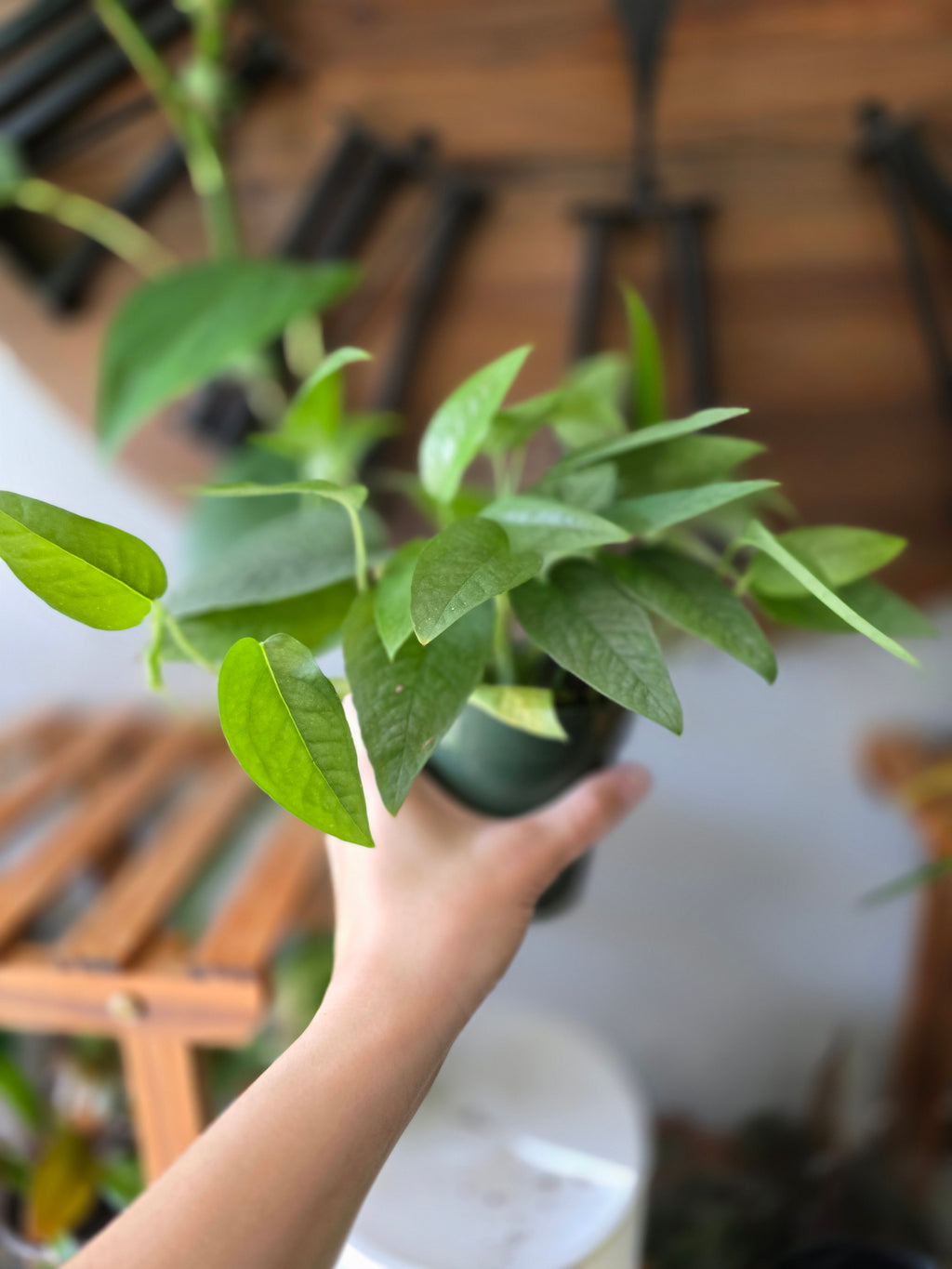 Cebu Blue Pothos